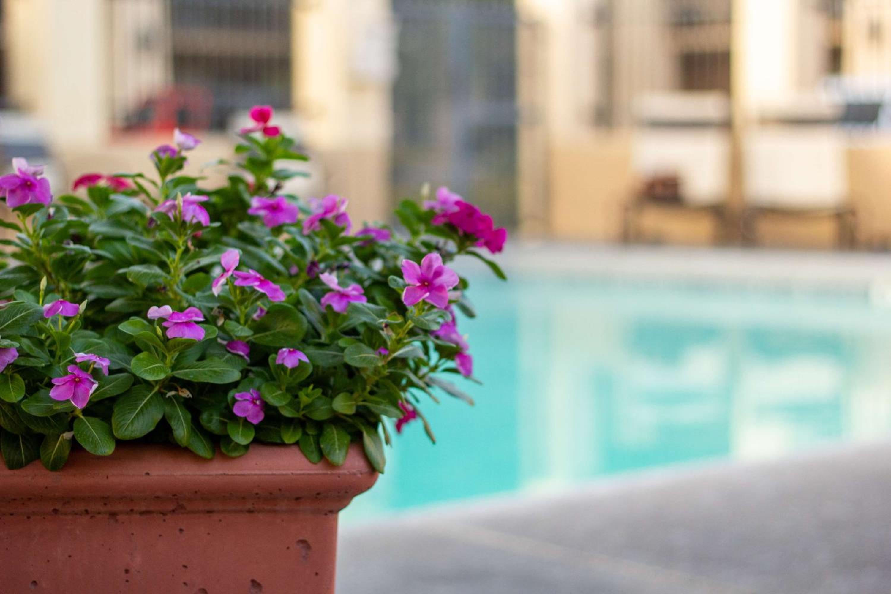 Kingman Vacations - Best Western Plus A Wayfarer's Inn  Suites - Property Image 2