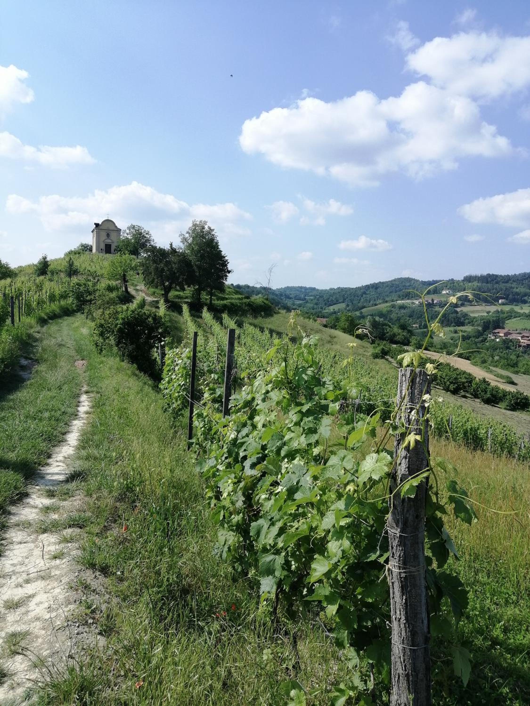 Bed and Breakfast La Volpe tra le Vigne view 3