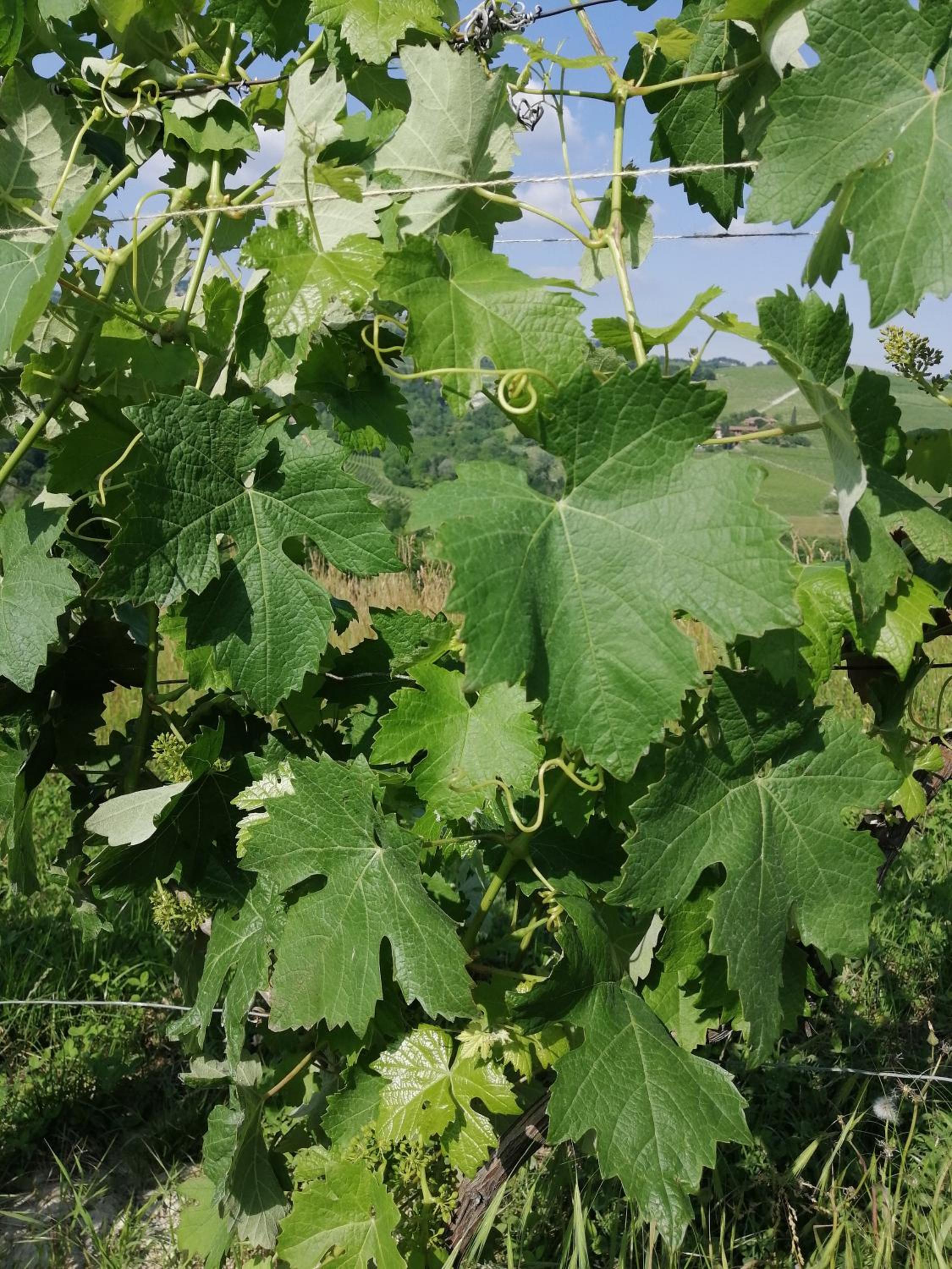 Bed and Breakfast La Volpe tra le Vigne view 5
