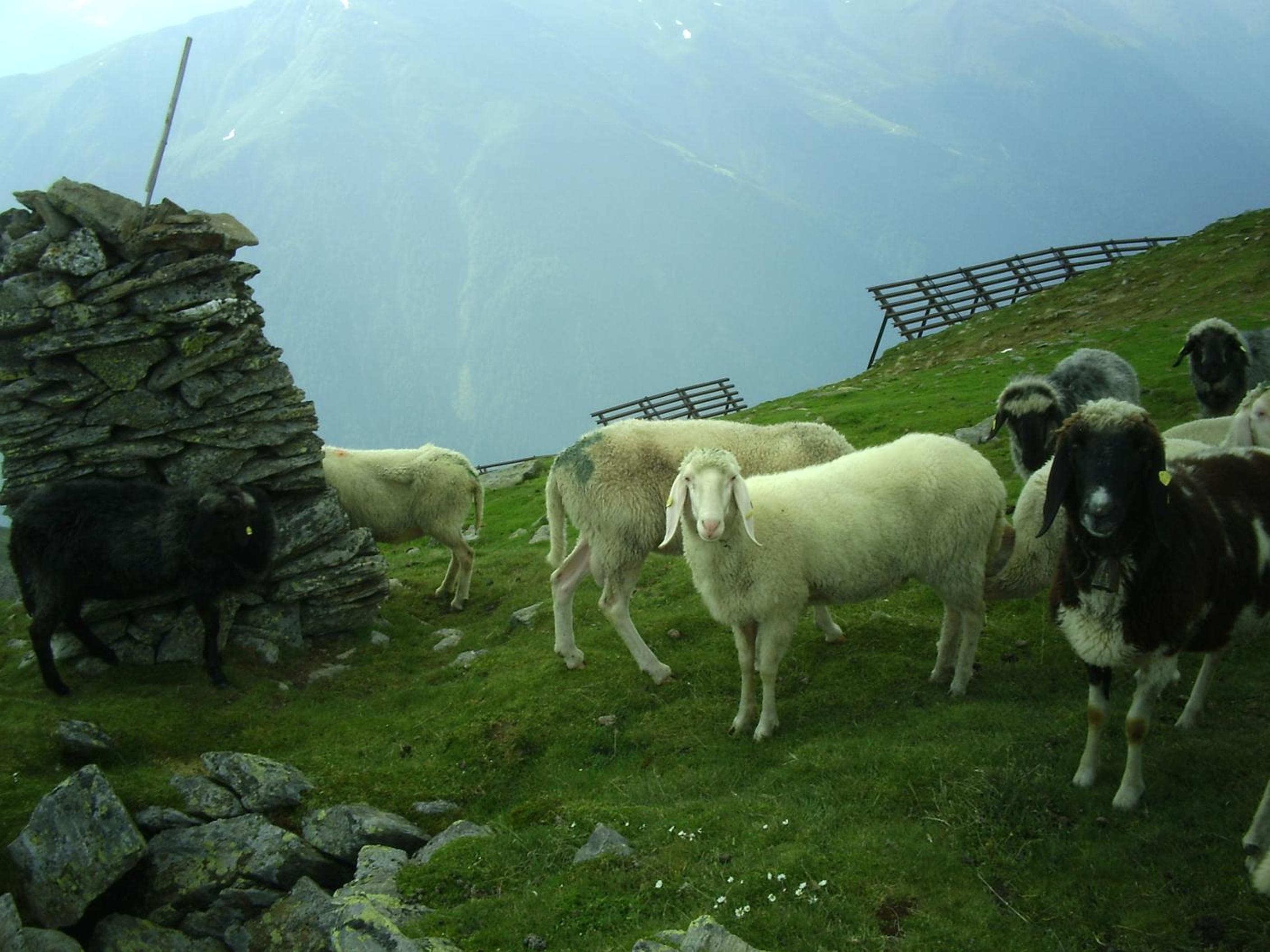 Temelerhof
