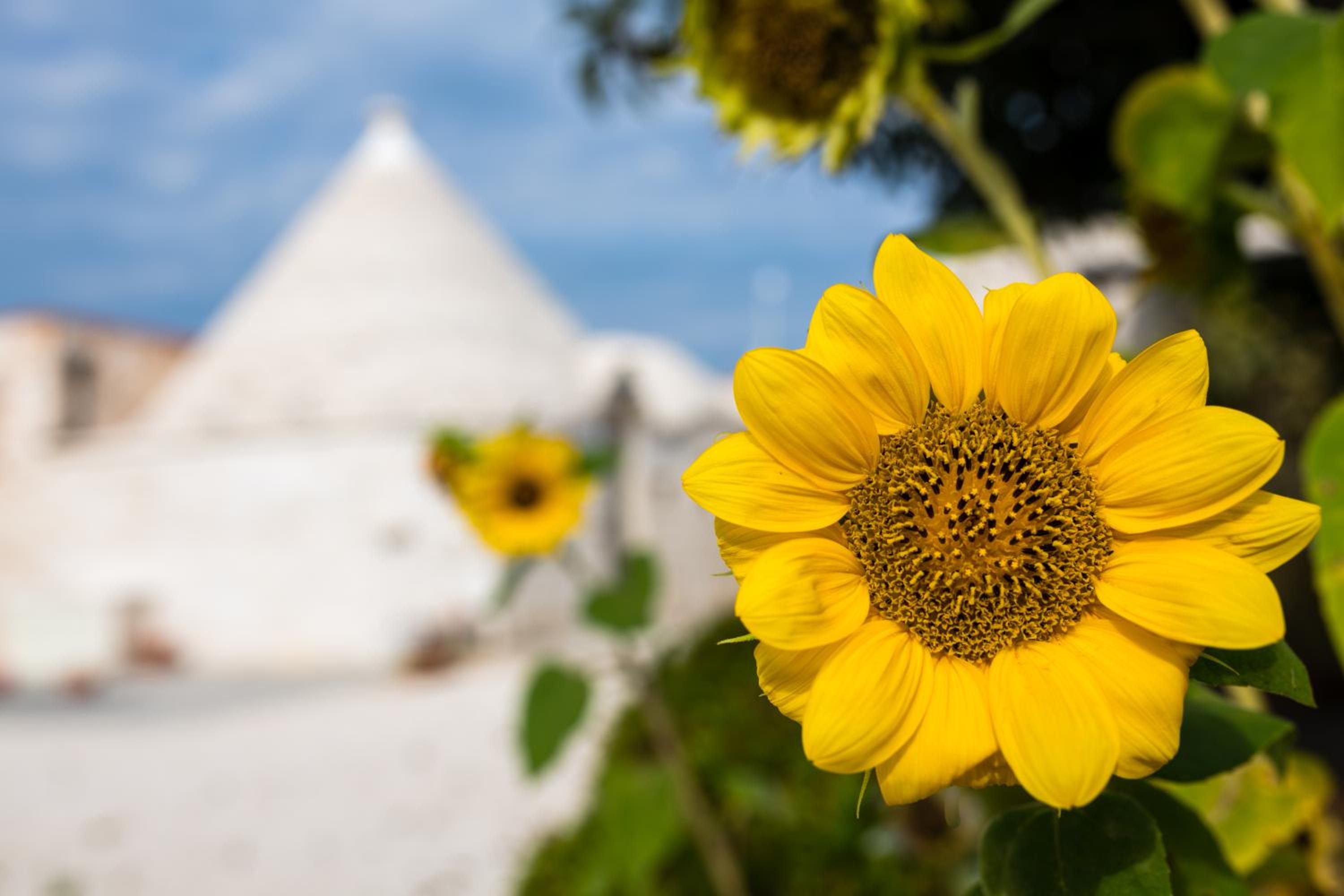 Masseria Mezza Ruota view 3