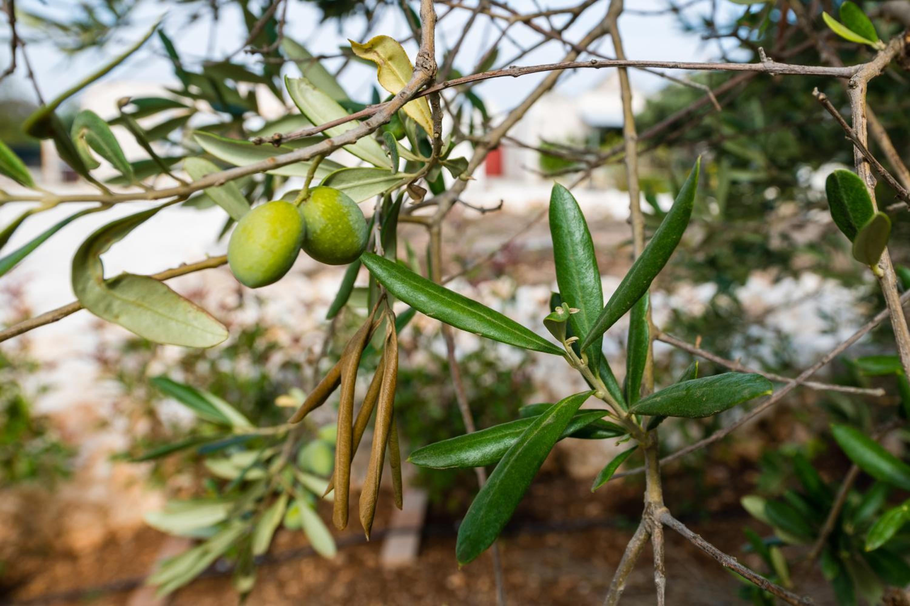 Masseria Mezza Ruota view 5