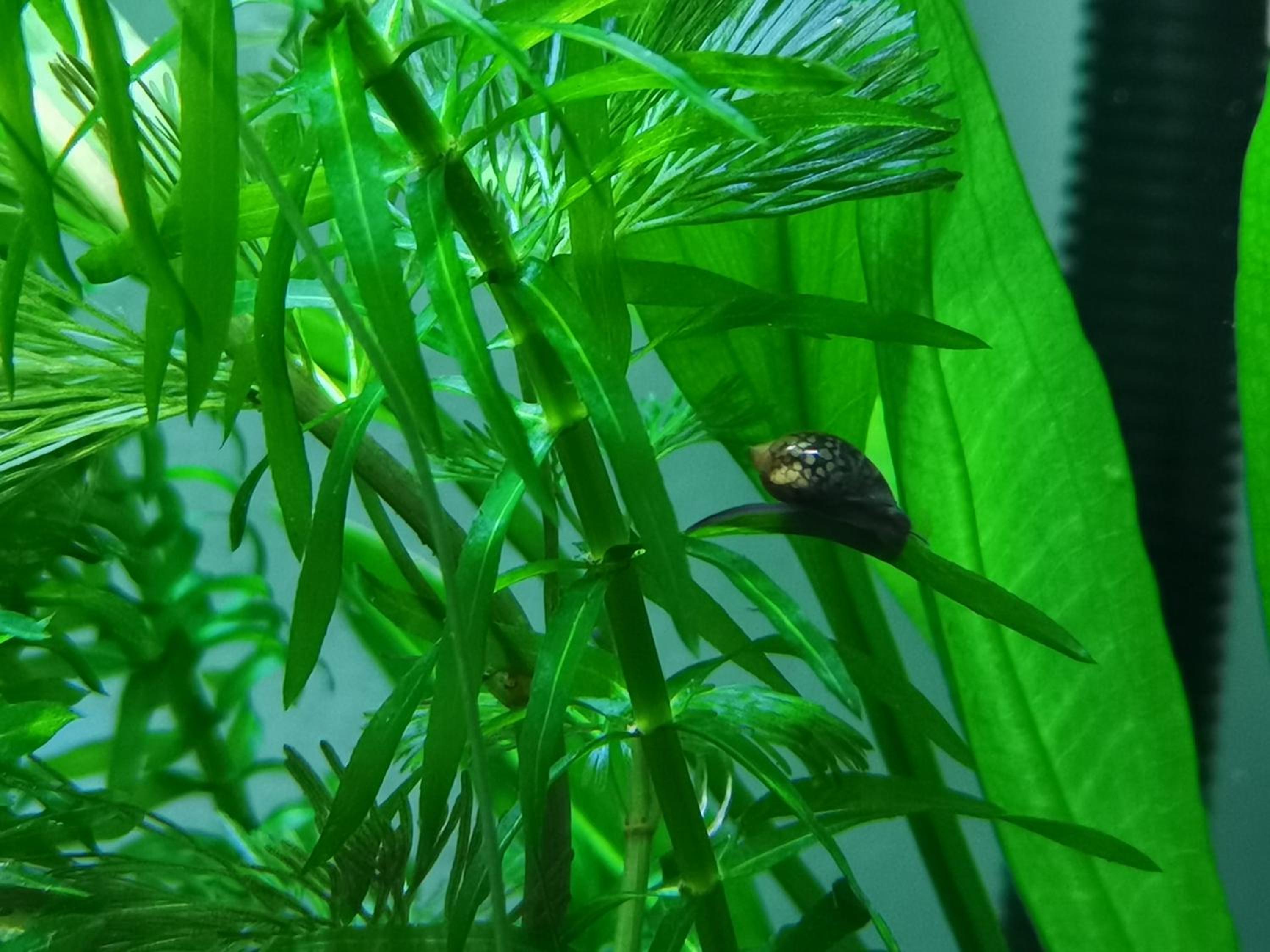 Aquarium room fish and gastropods view 5