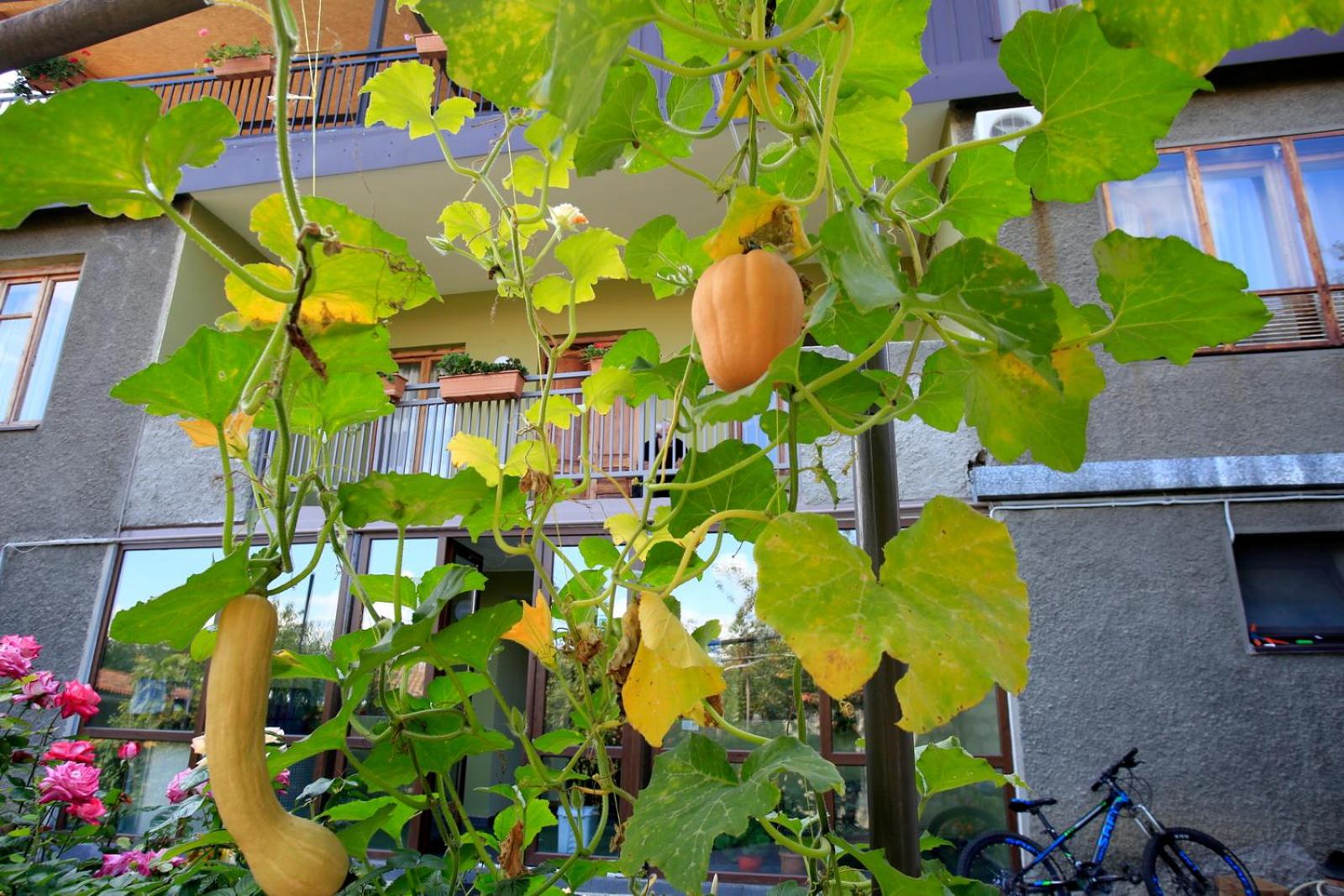 Bucha`s Guest House & Wine Cellar view 5