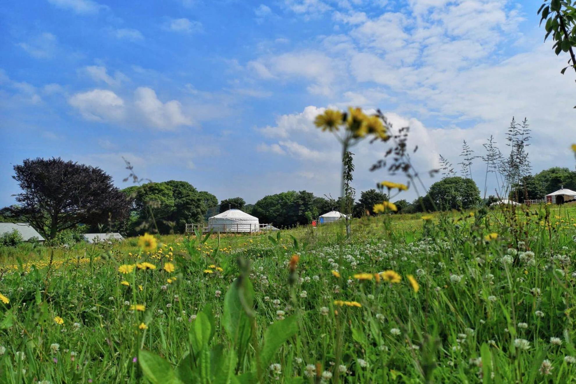 Glamping Yurts near Newquay view 5