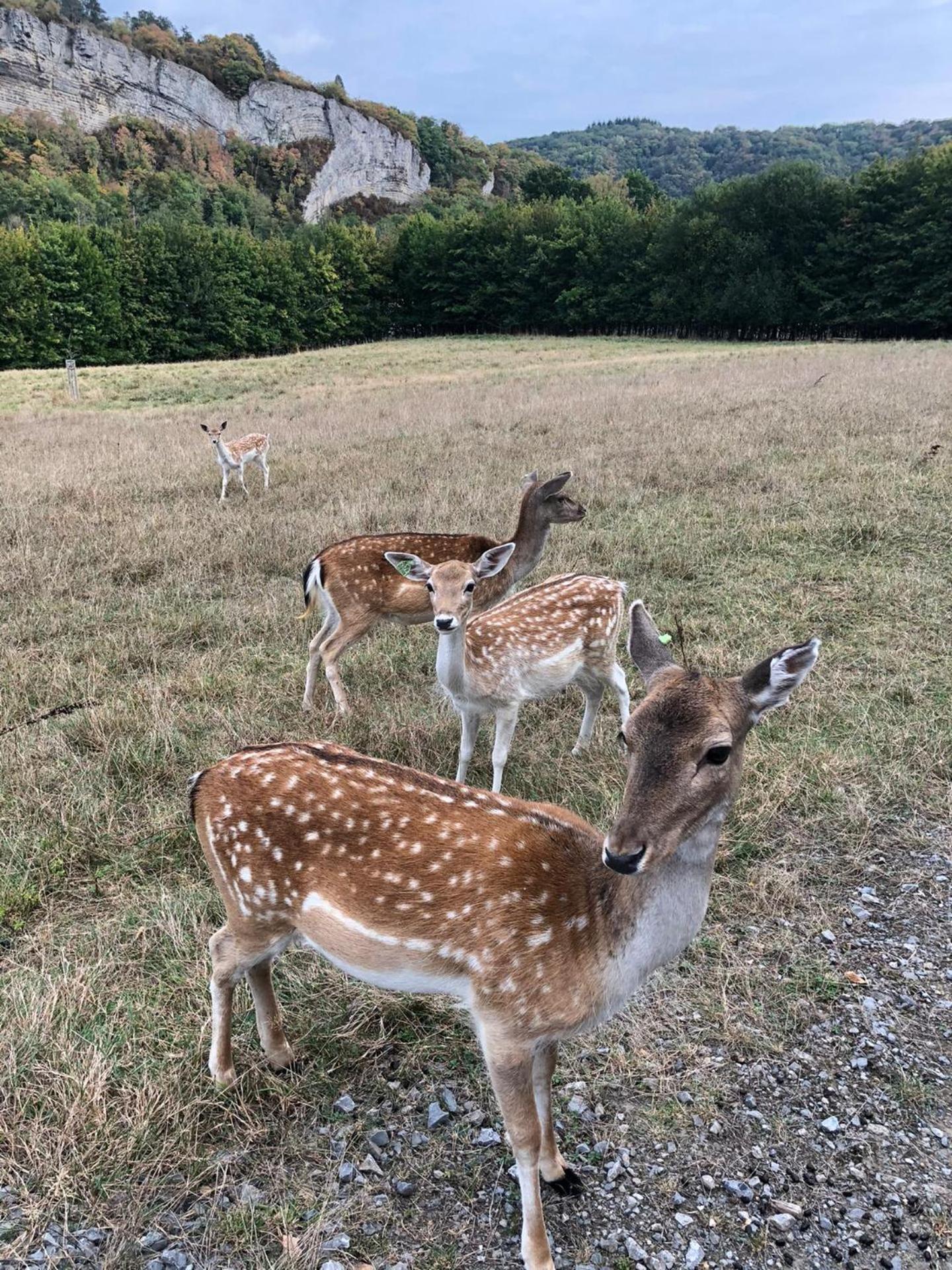 Le Val des Cerfs - Het Hertendal