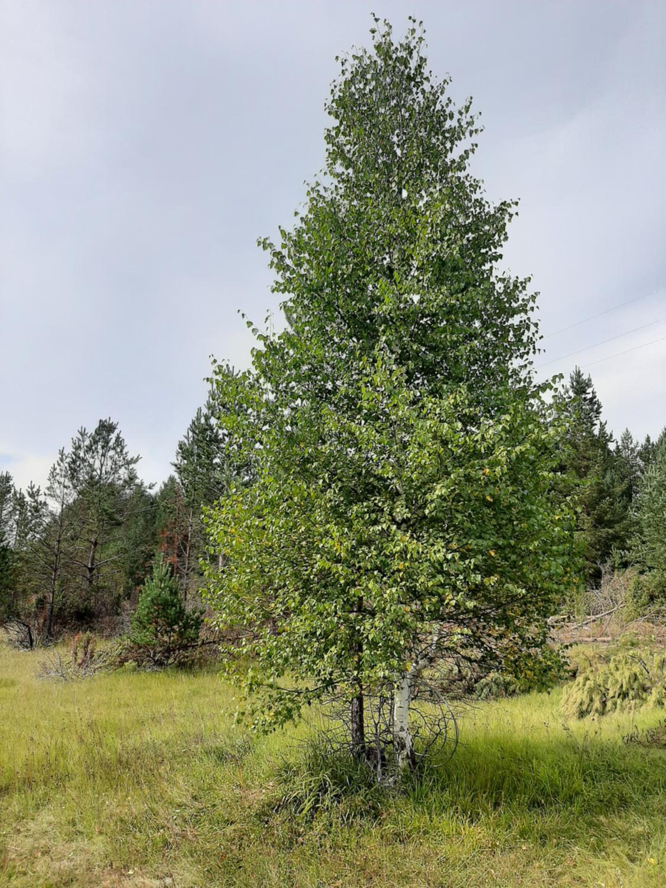 Photo 25