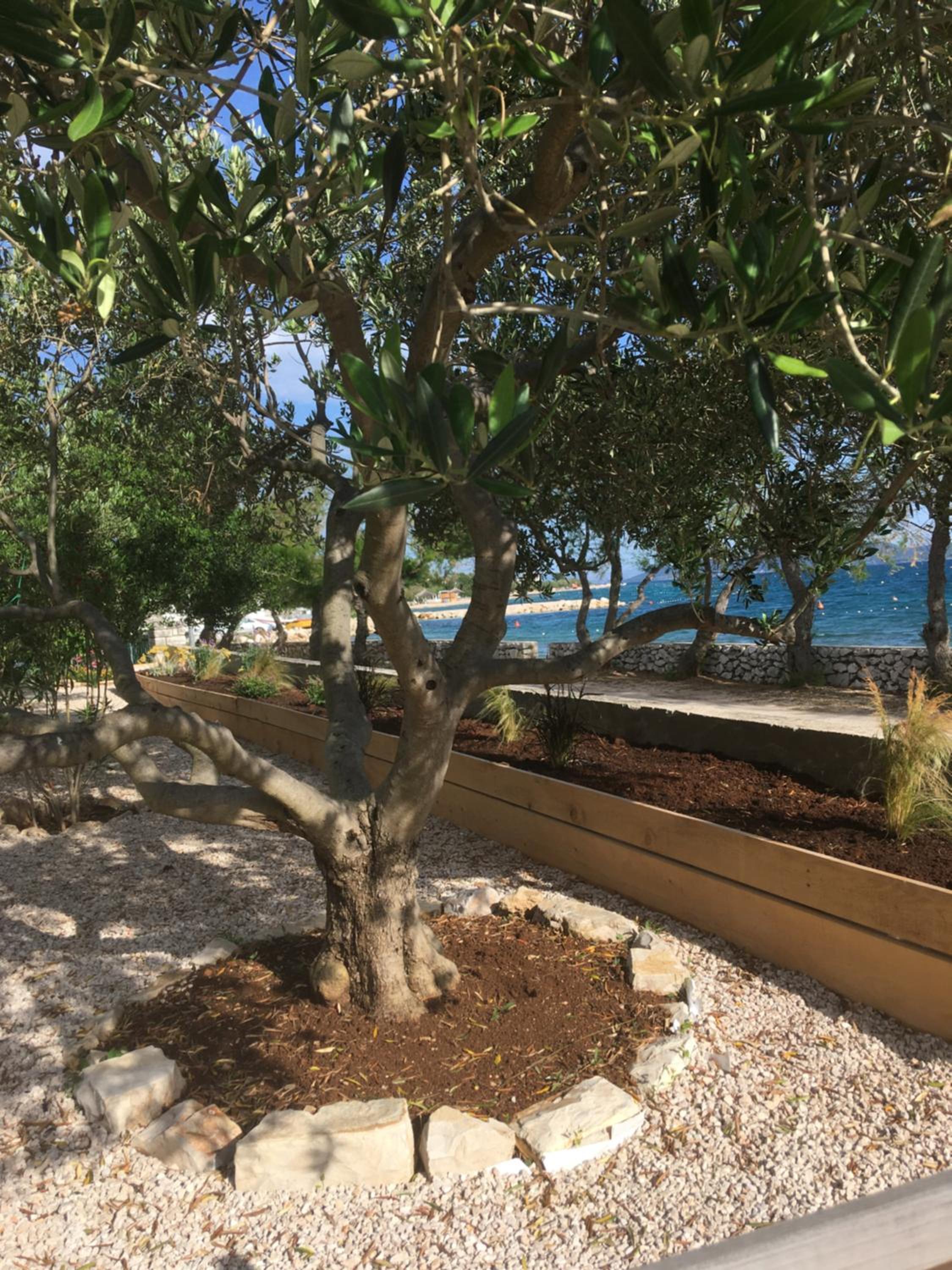 Galeb