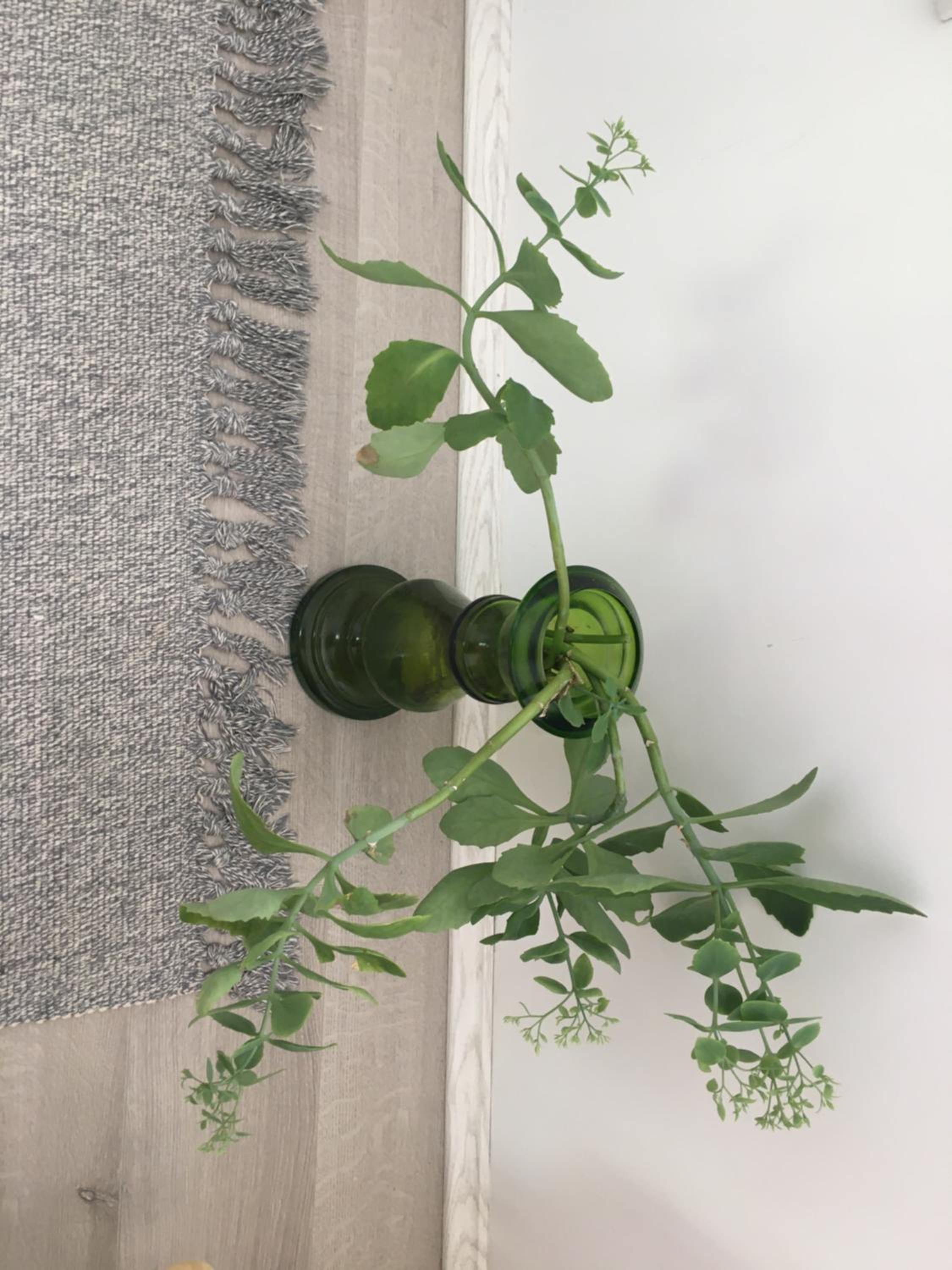 Apartmani Spasić view 4