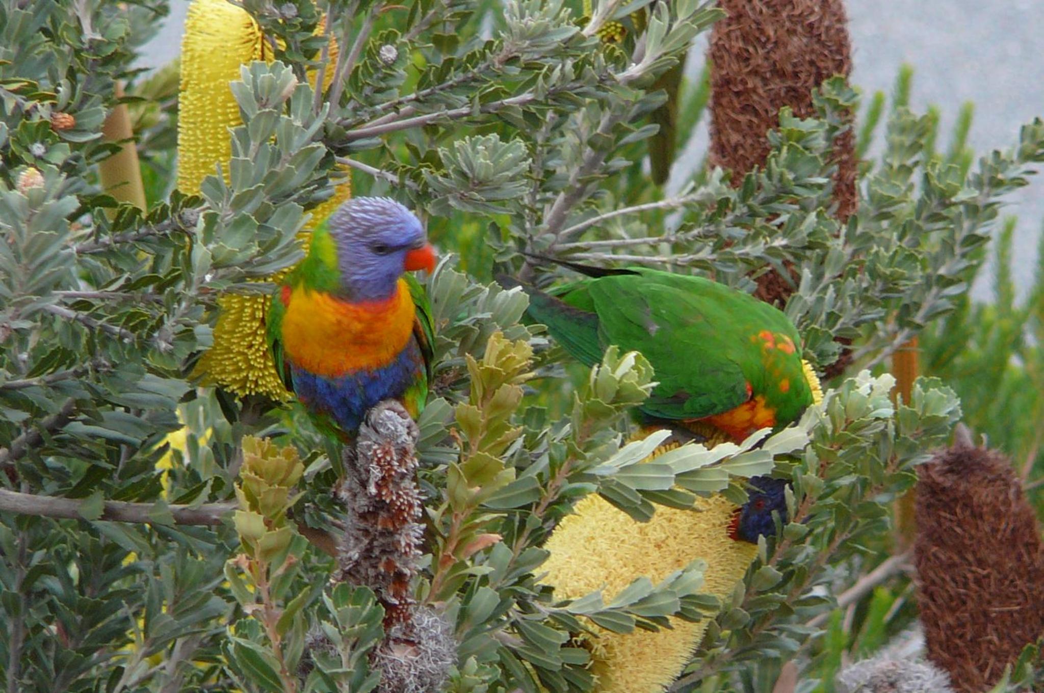 Banksia Waters