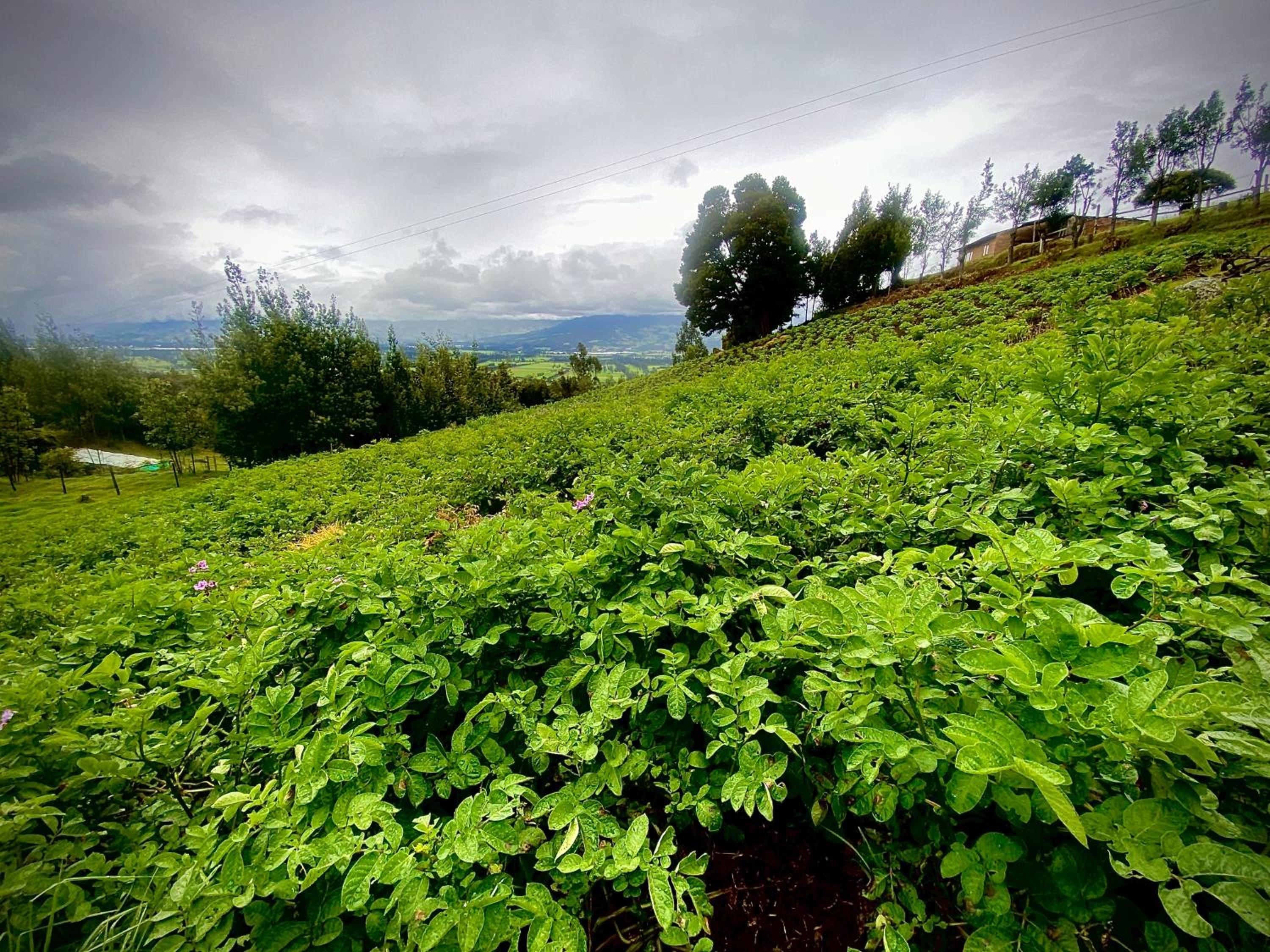 Finca Agrreste