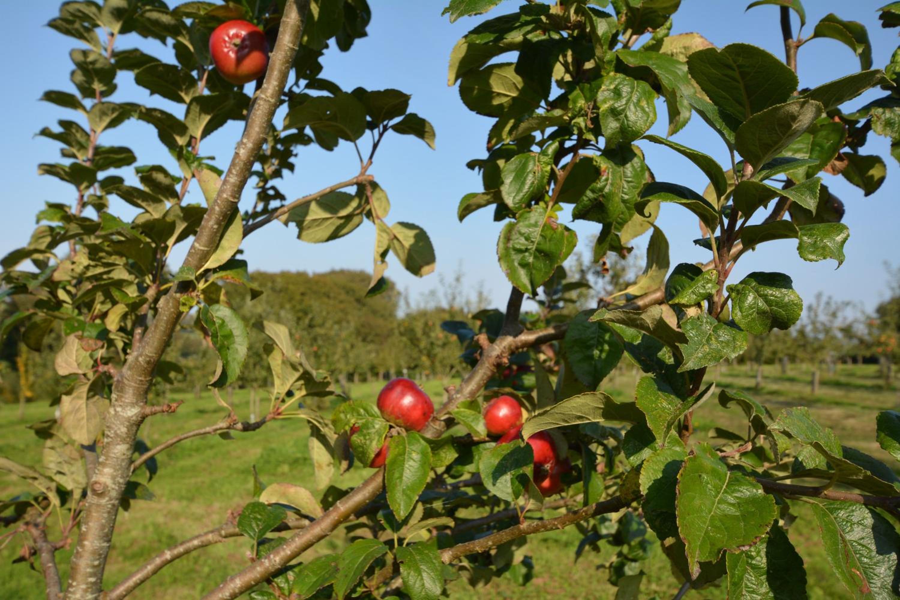 Photo 40