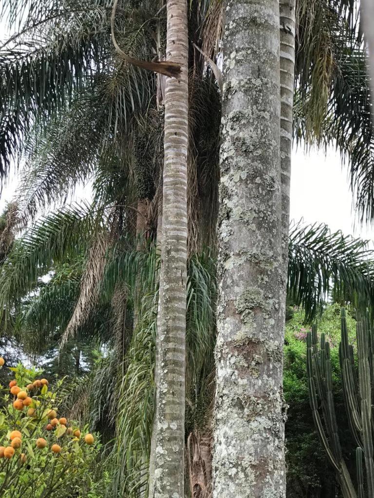 Rancho dos Pássaros Amarelos