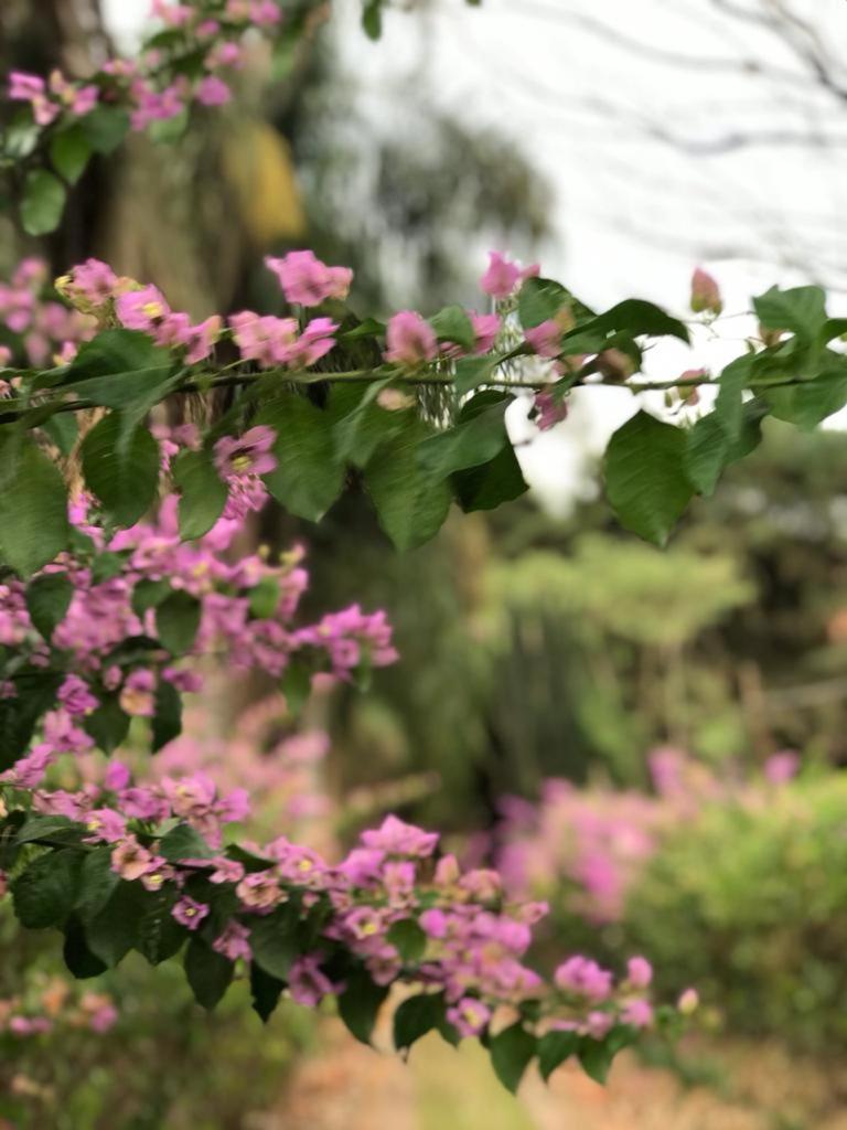 Rancho dos Pássaros Amarelos