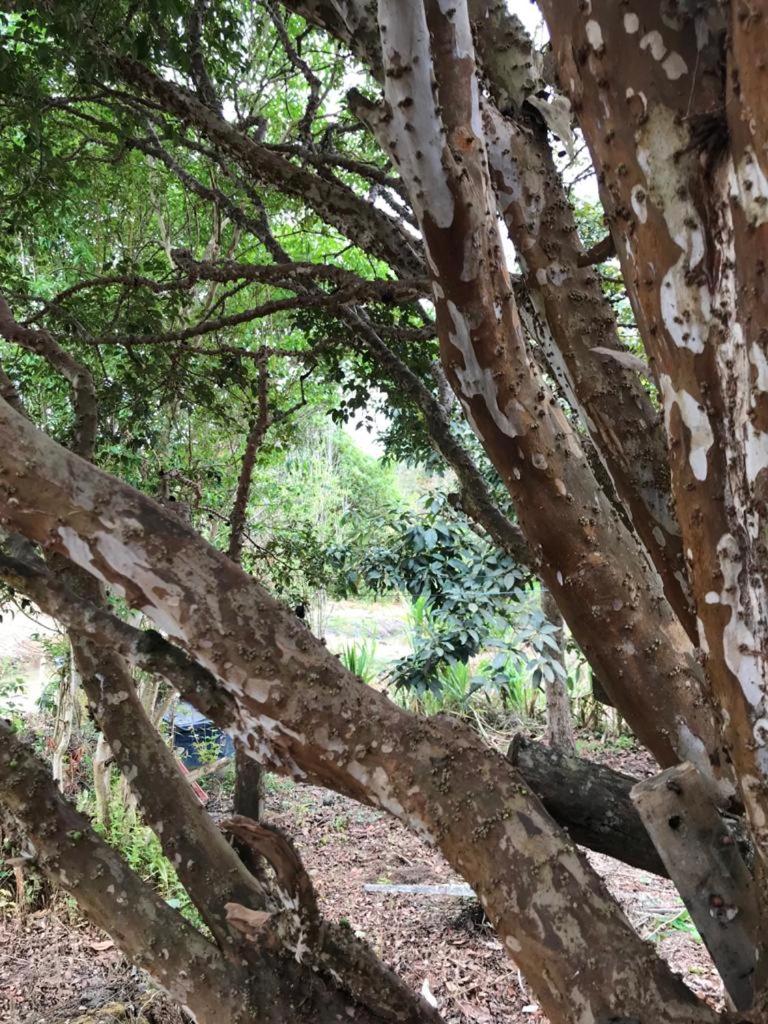 Rancho dos Pássaros Amarelos
