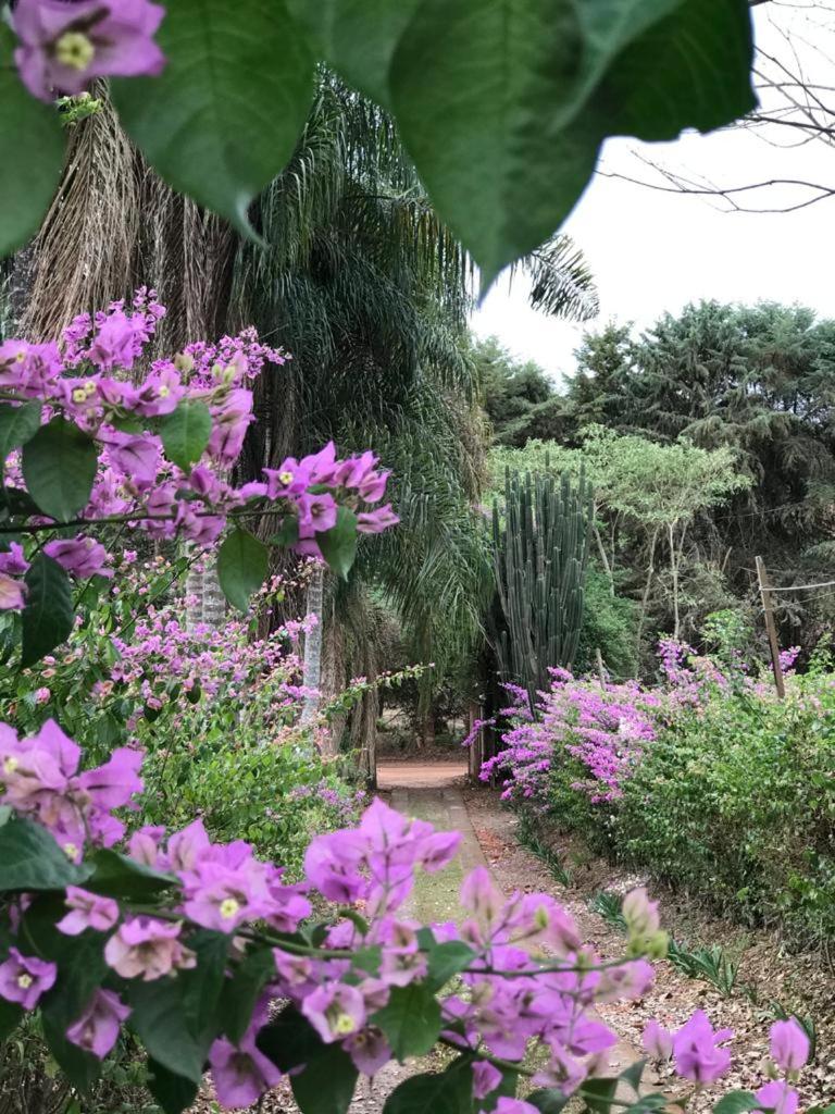 Rancho dos Pássaros Amarelos