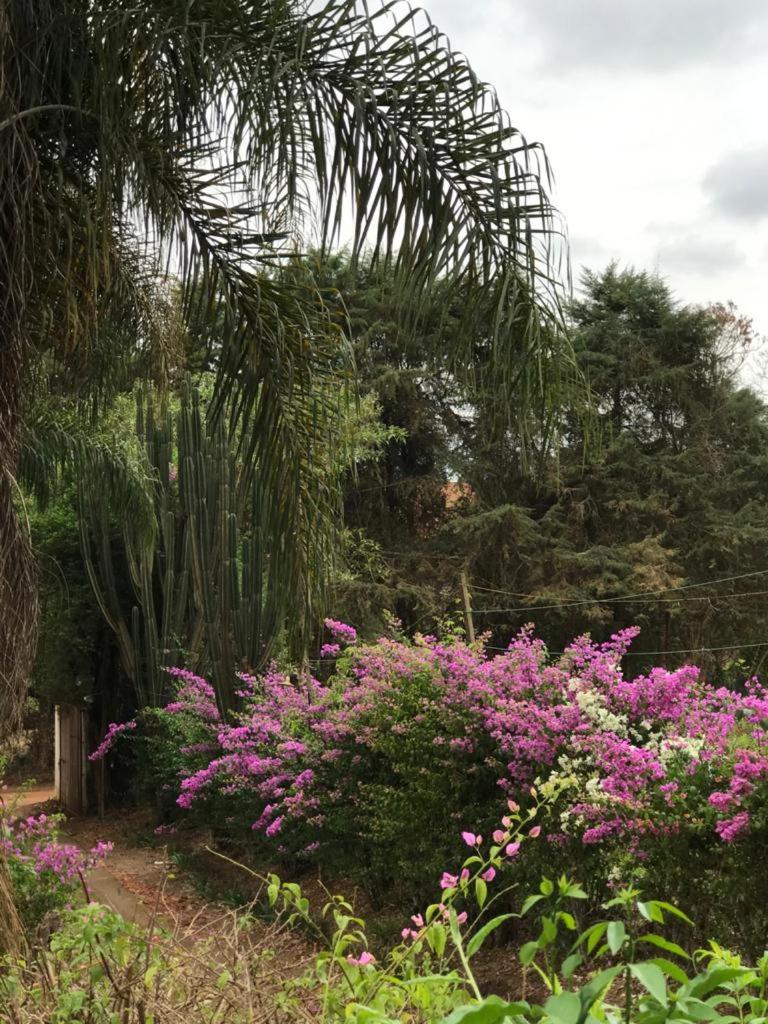 Rancho dos Pássaros Amarelos
