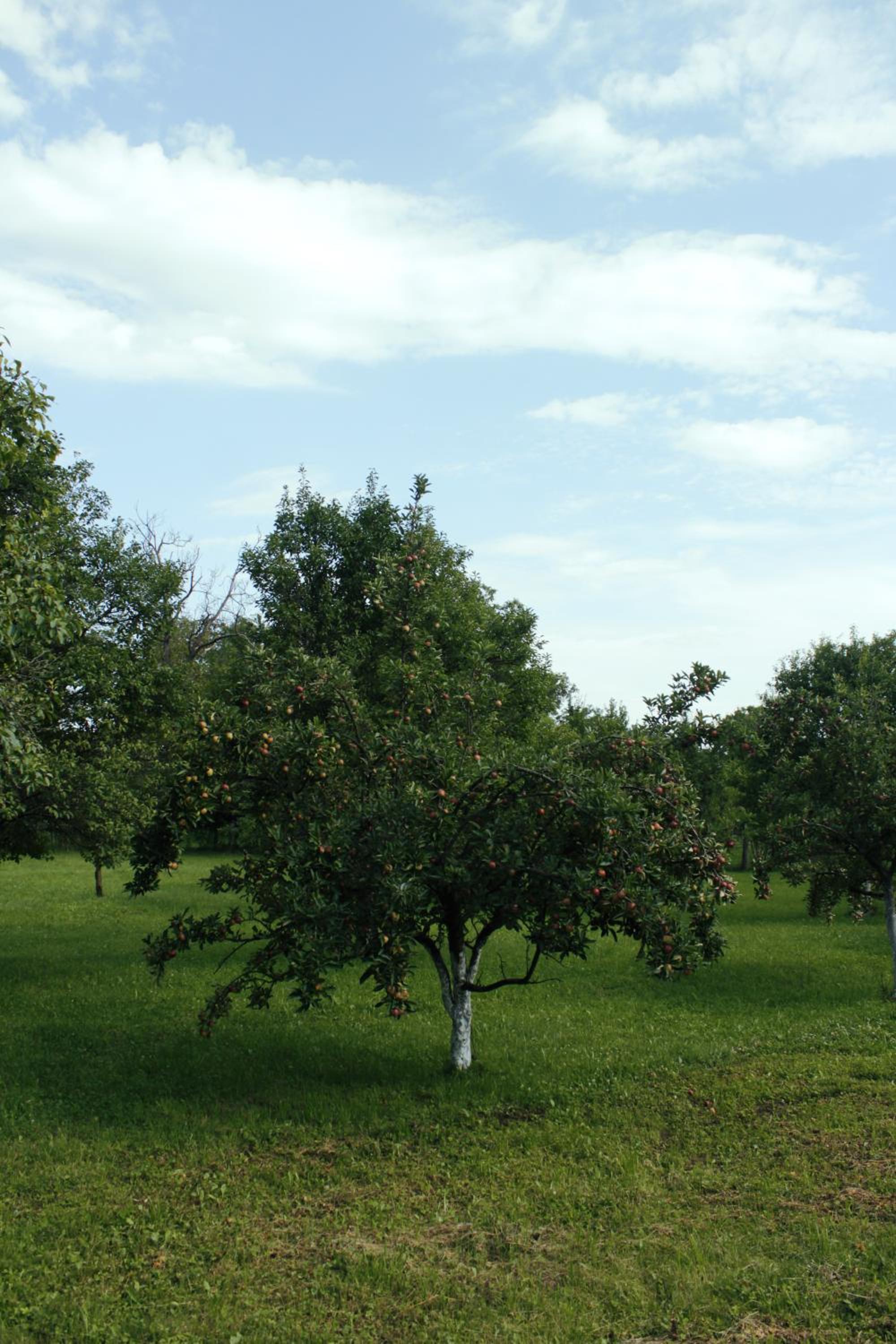 Casa rurală cu livadă LavAndra