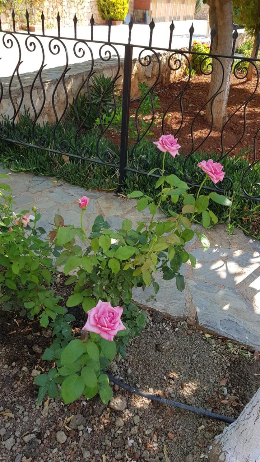 Photo 38