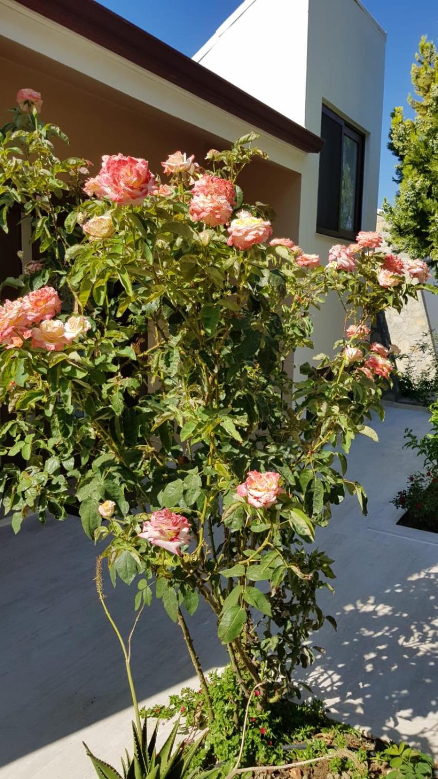 Photo 37