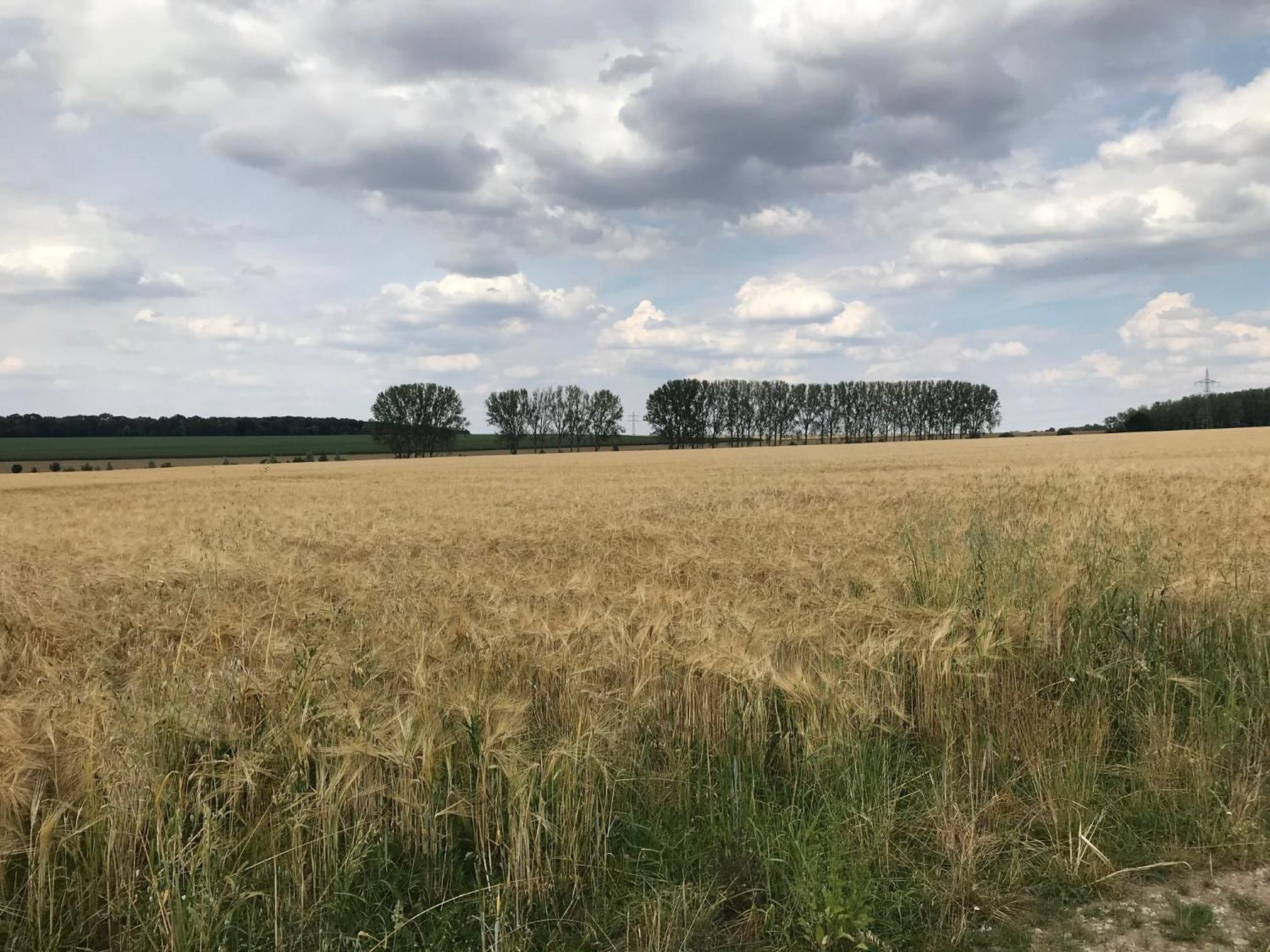 Ferienwohnung Pappelwiese en Weimar — other