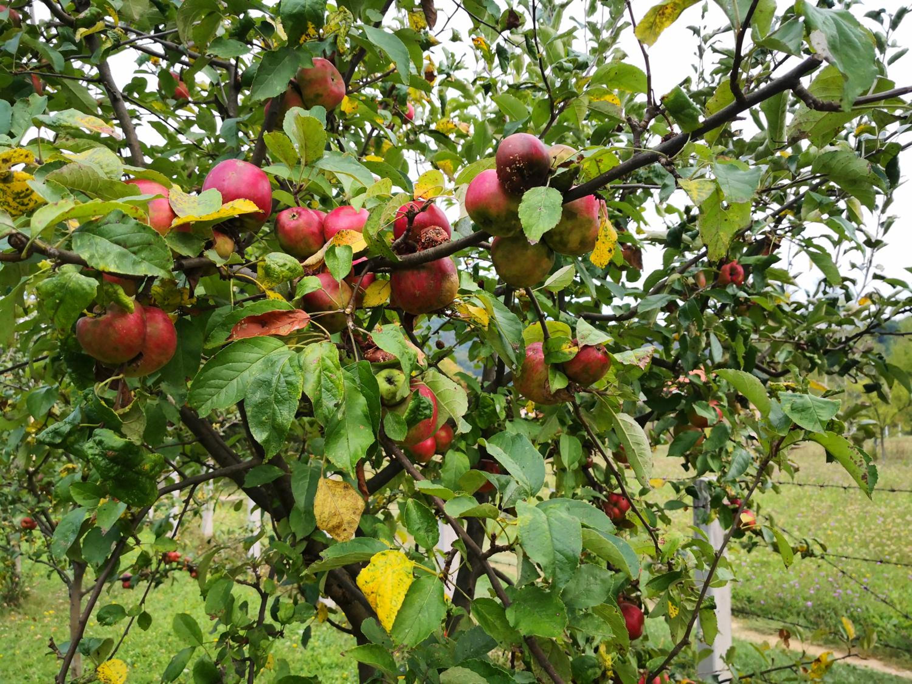 Holiday Home Dragon