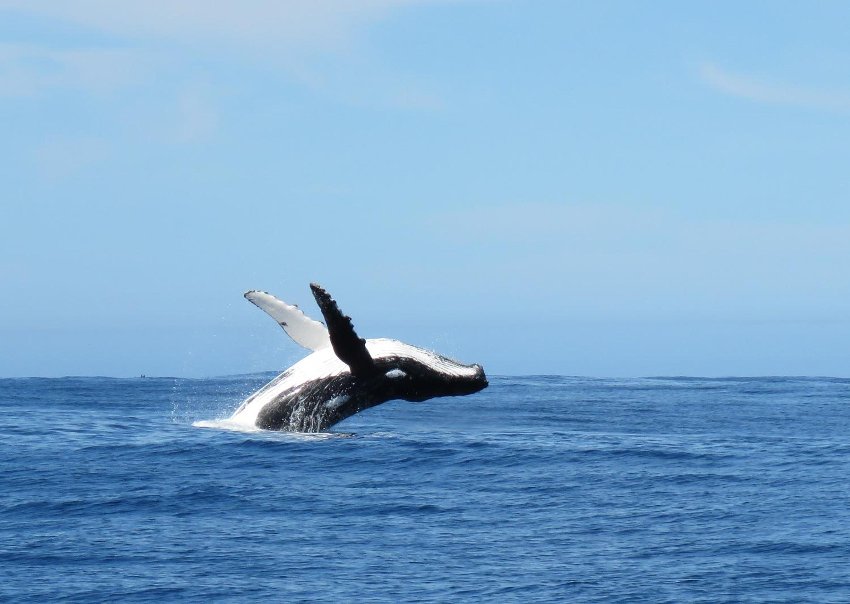 Plett D'light