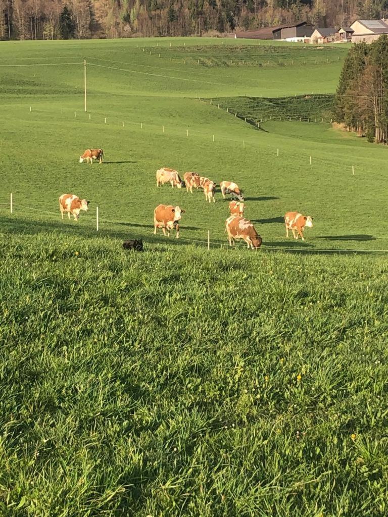 Biohof Untergrabenbauer view 2