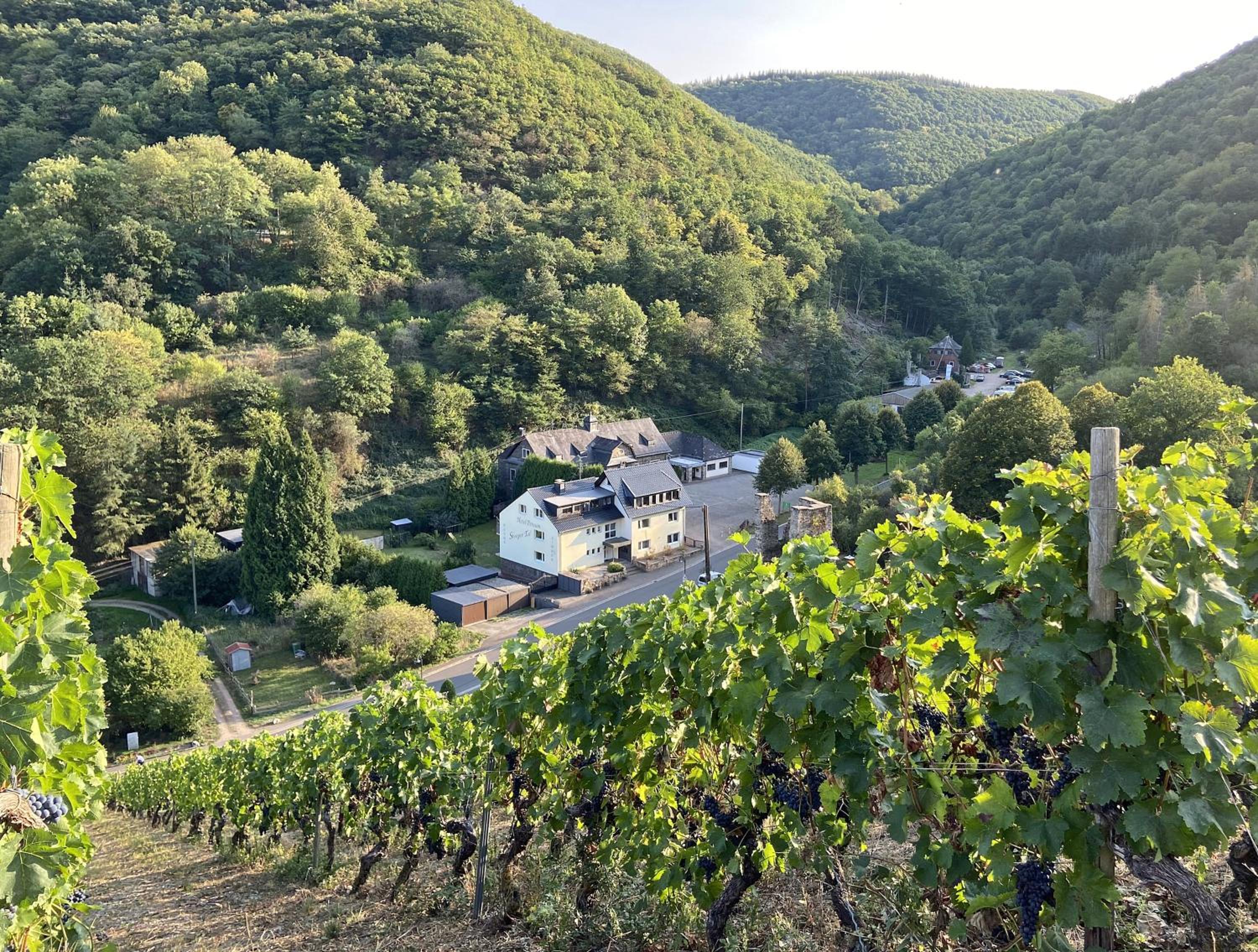 Roosartige Ferien - Ferienwohnung am Weiherturm view 2