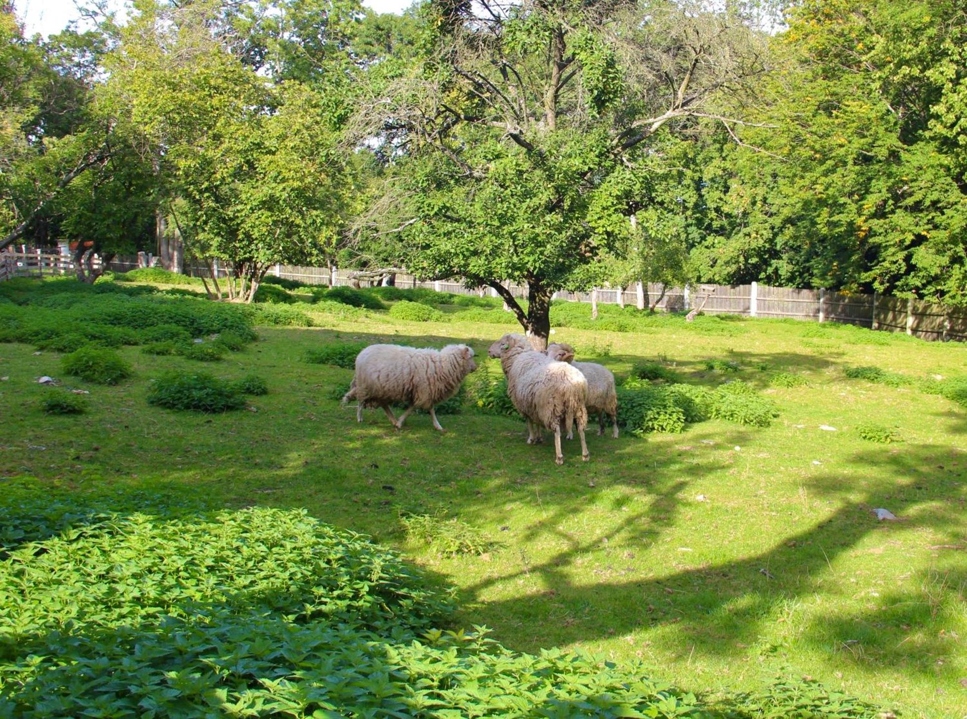 Photo 42