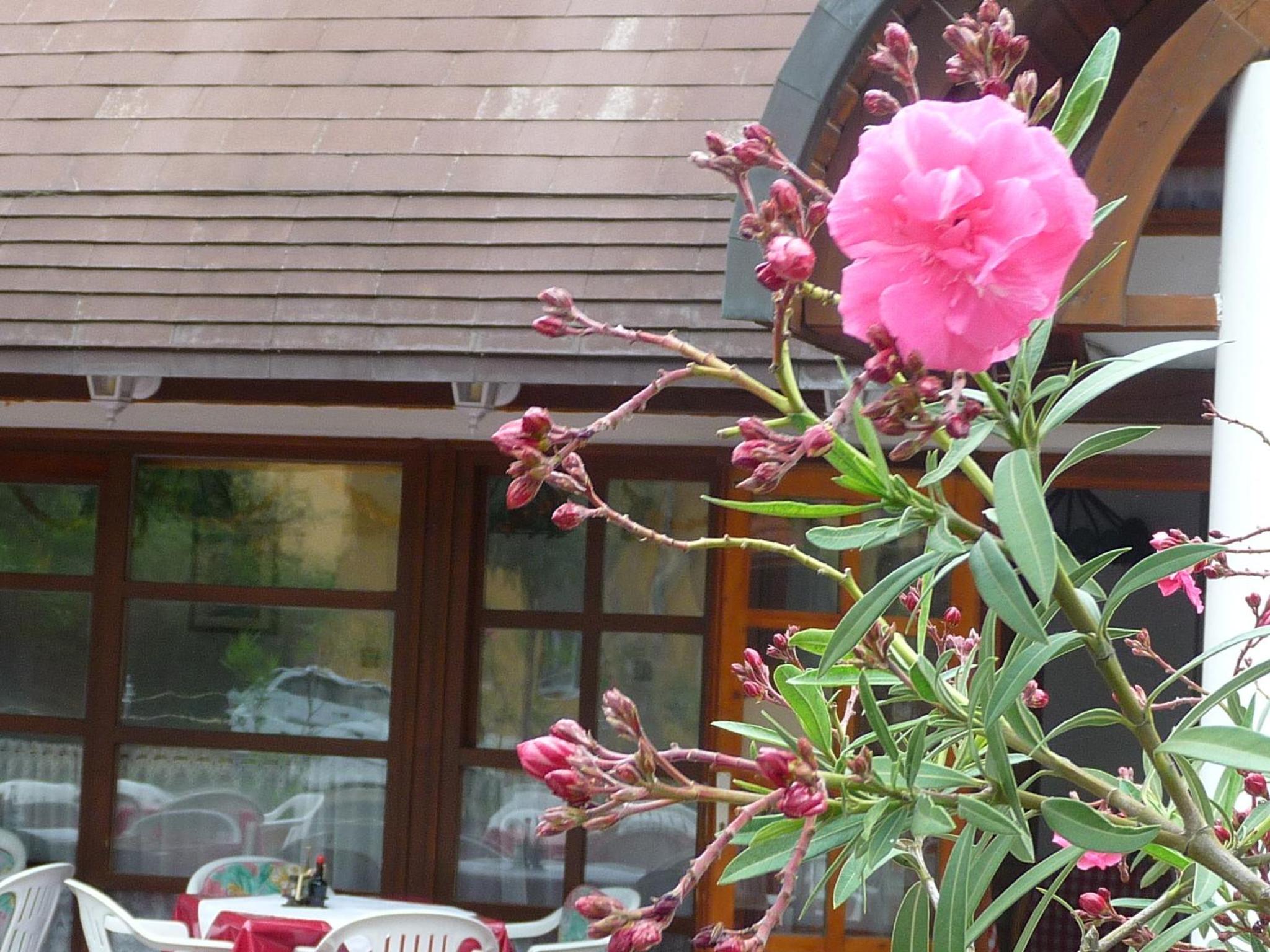 Oleander B&B, photo 15
