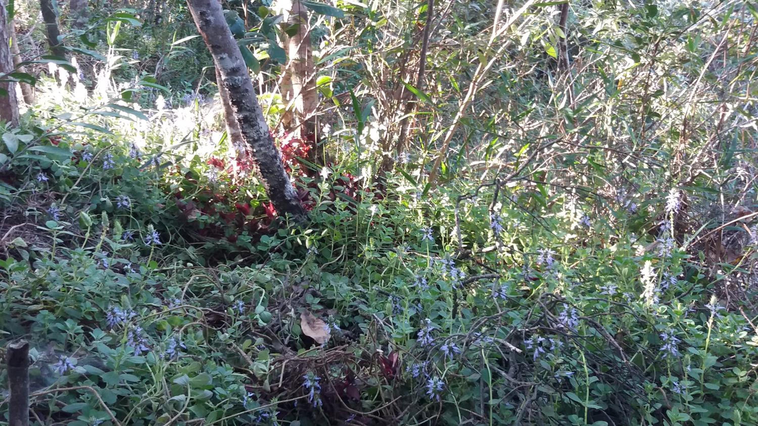 Morada dos Elfos