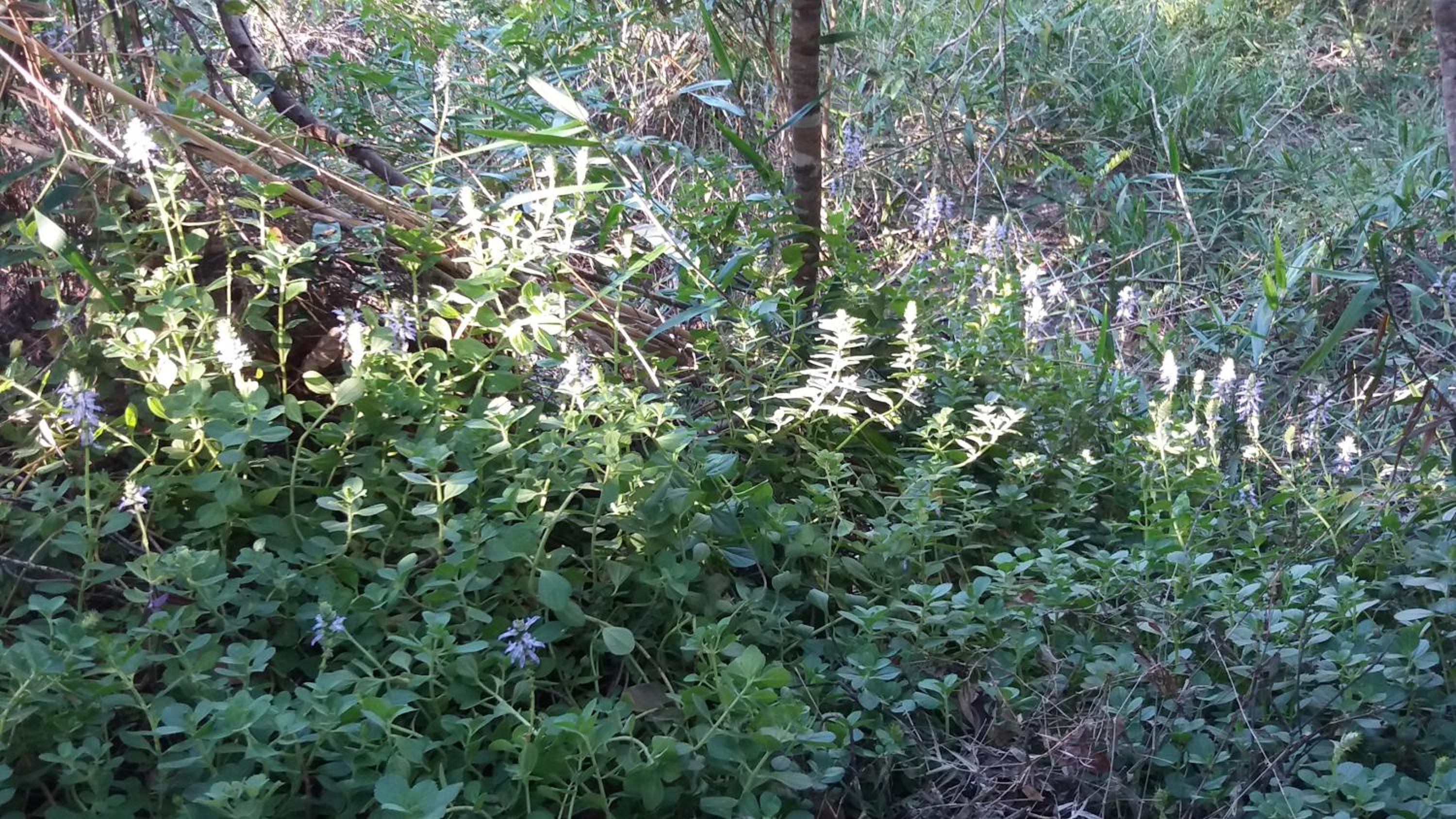 Morada dos Elfos