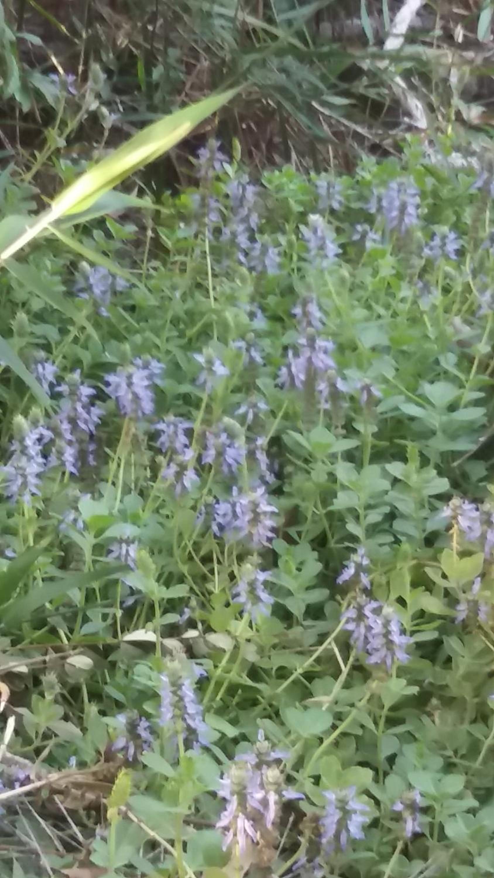 Morada dos Elfos
