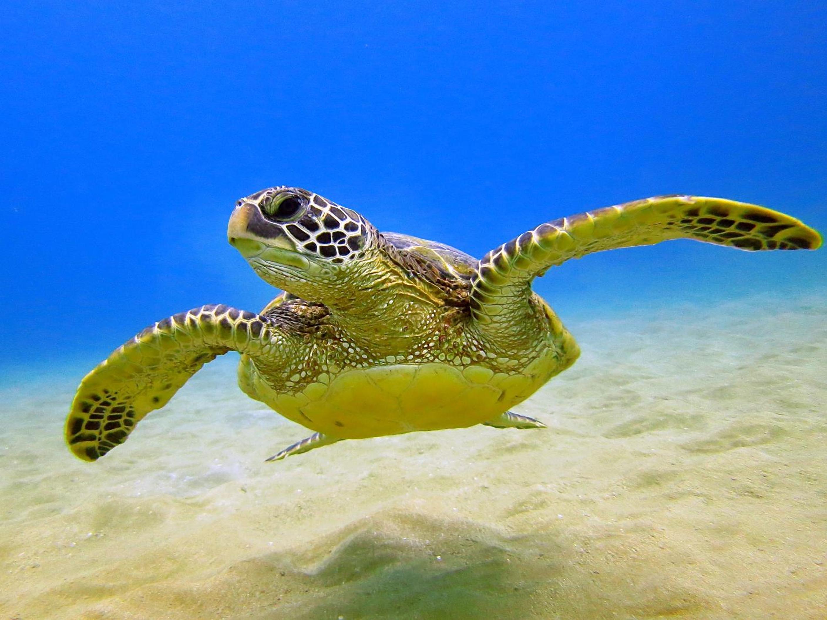 Photo 45