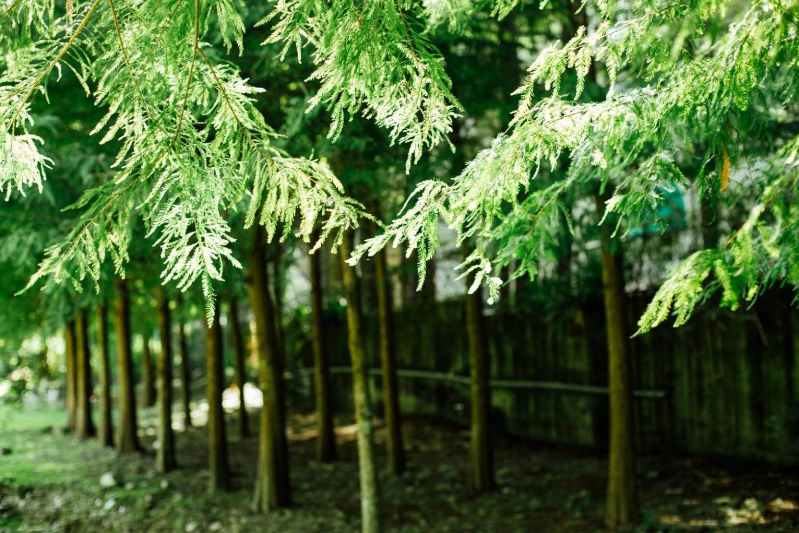 Immanuel Forest Homestay view 3