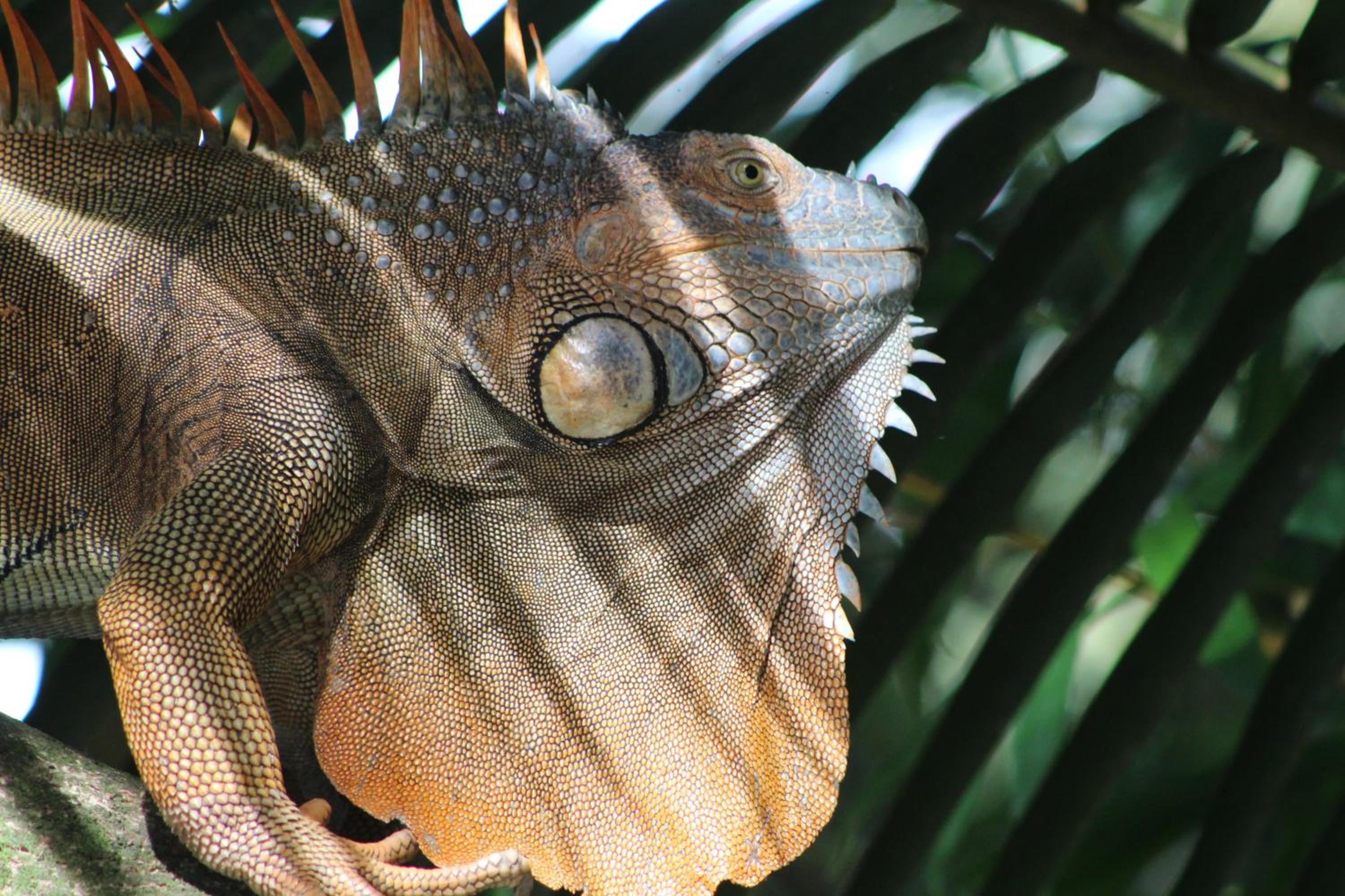 Iguanitas Lodge