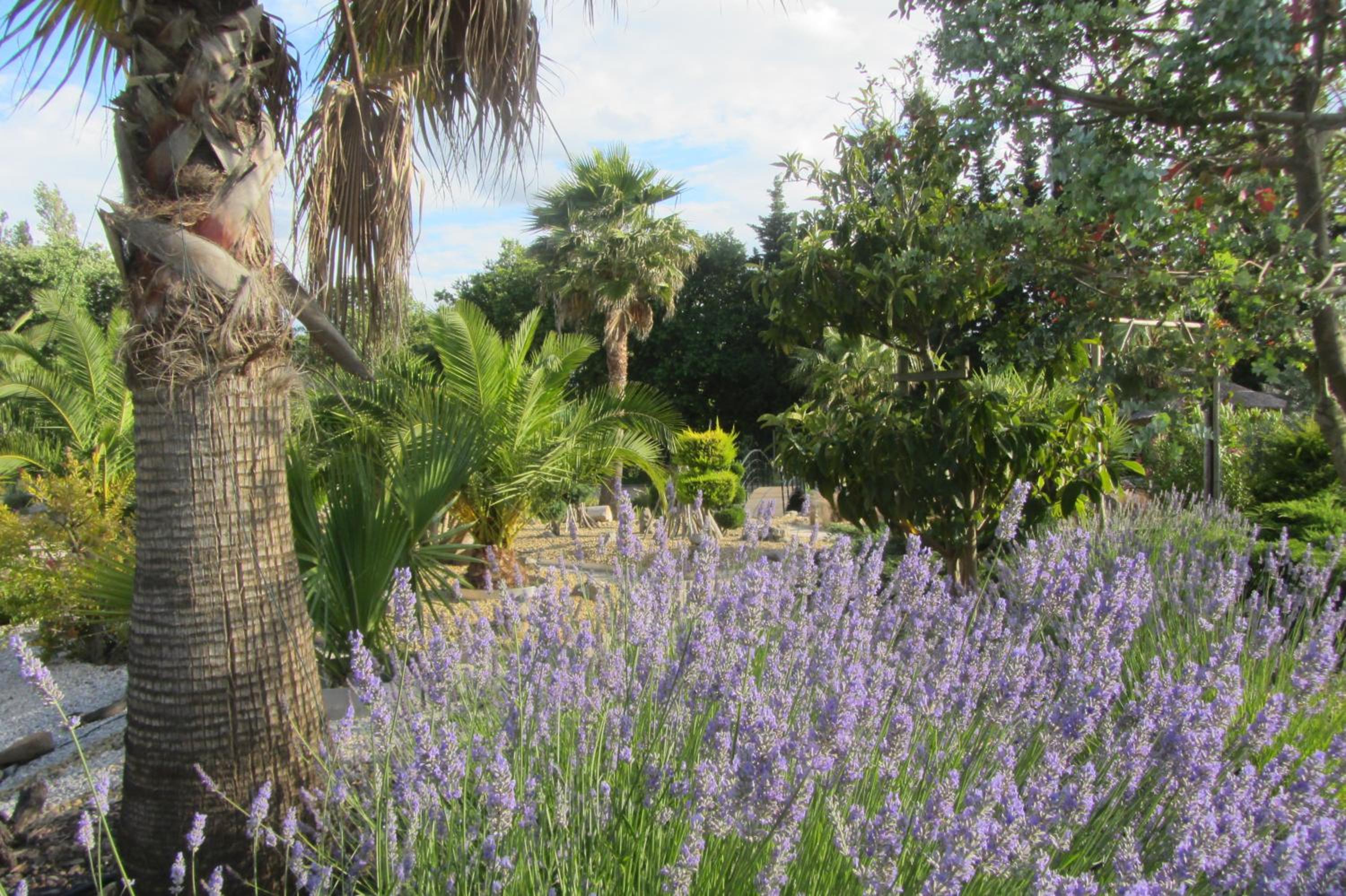 La palmeraie, photo 8