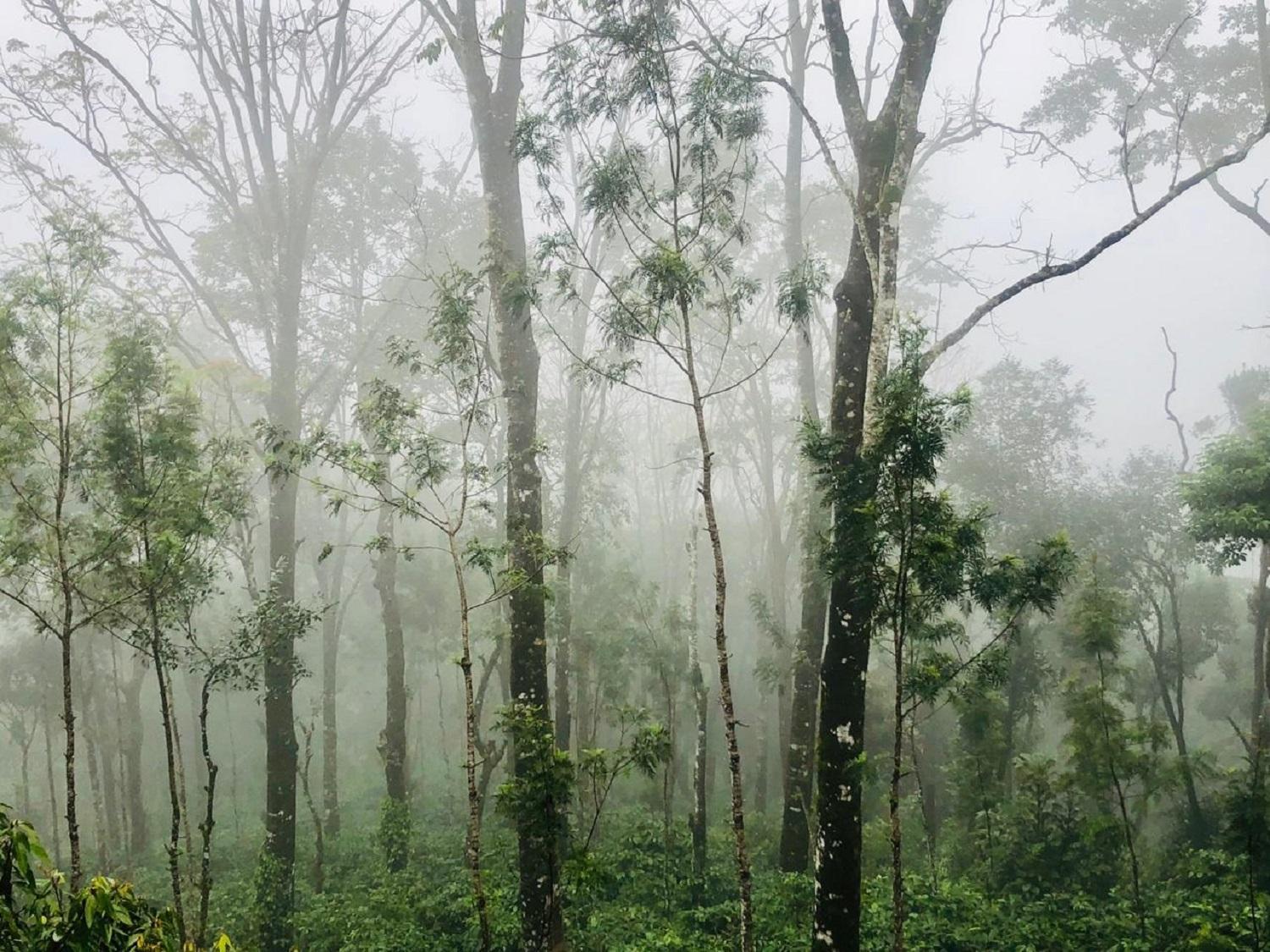 Coorg Wilderness Resort & Spa 48