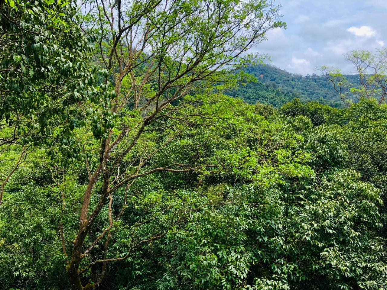 Coorg Wilderness Resort & Spa 24