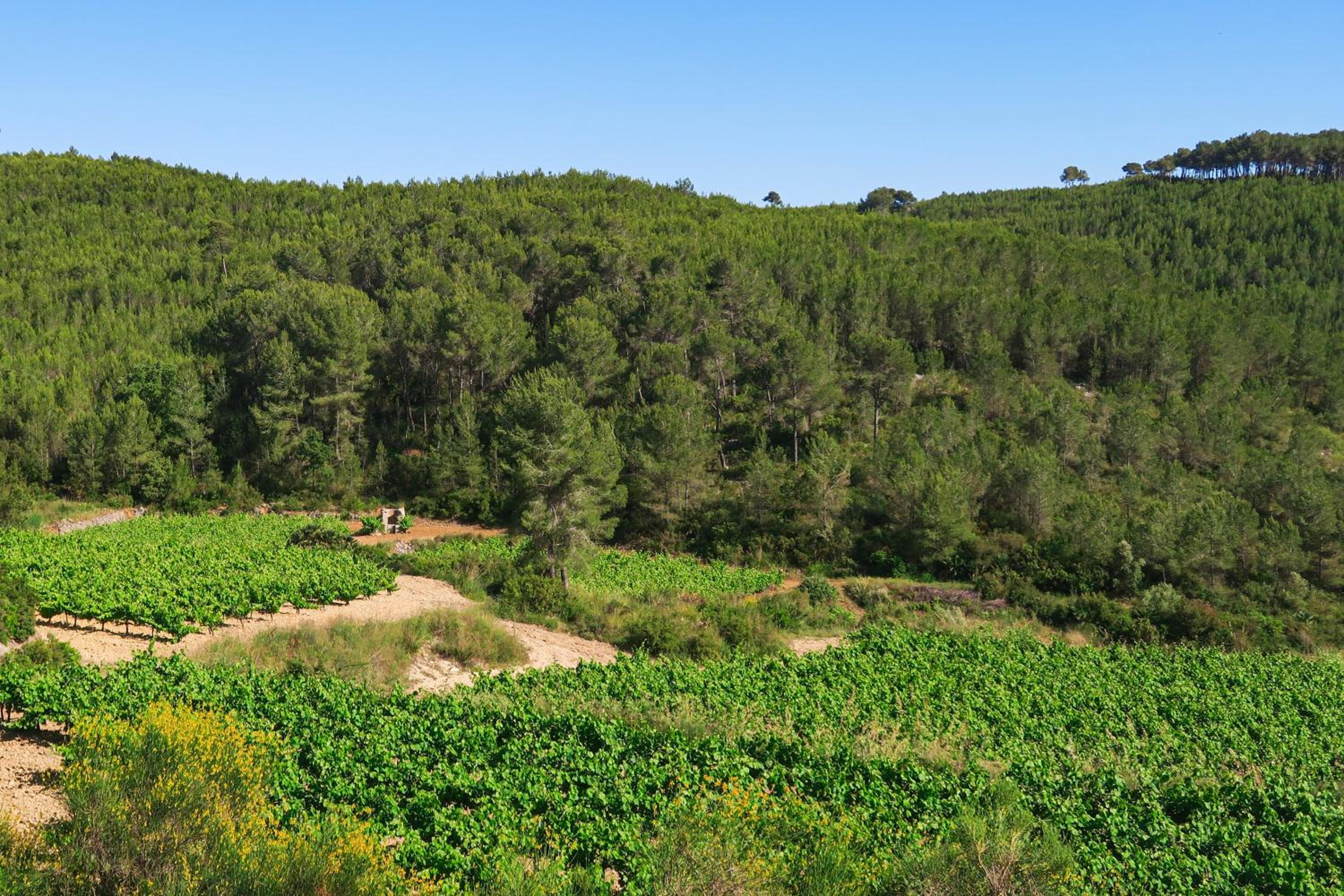 Masia Pou de la Vinya