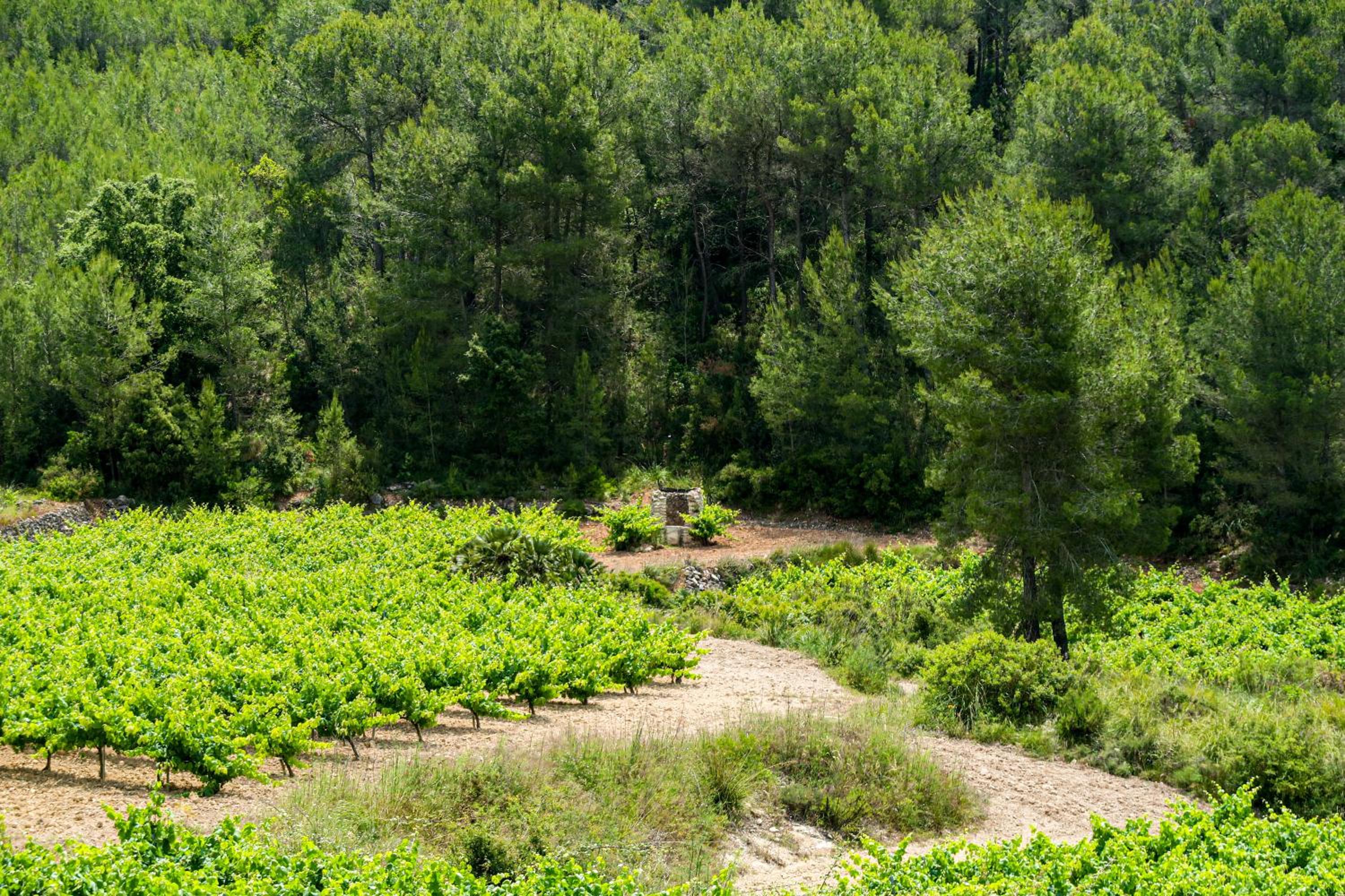 Masia Pou de la Vinya