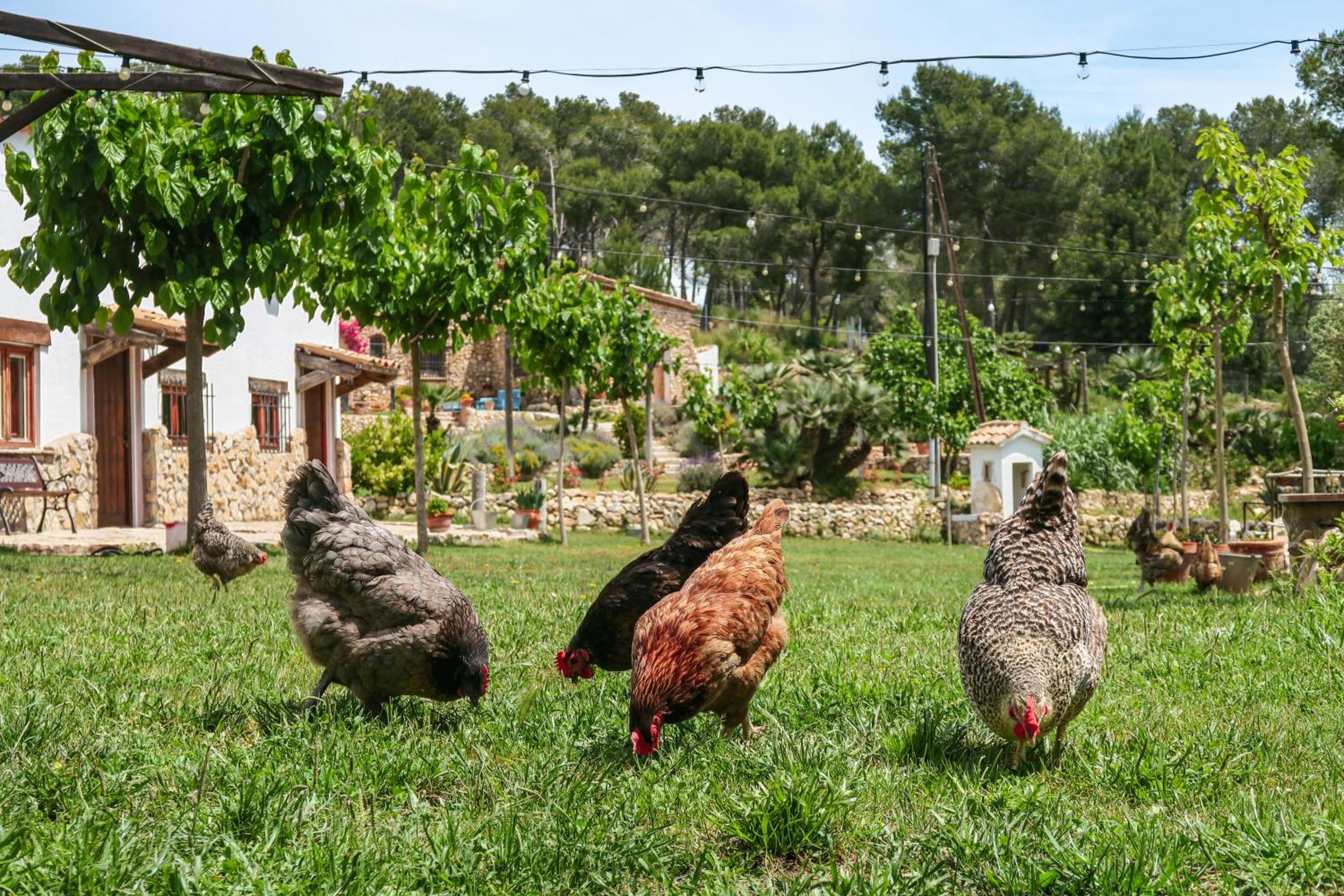 Masia Pou de la Vinya