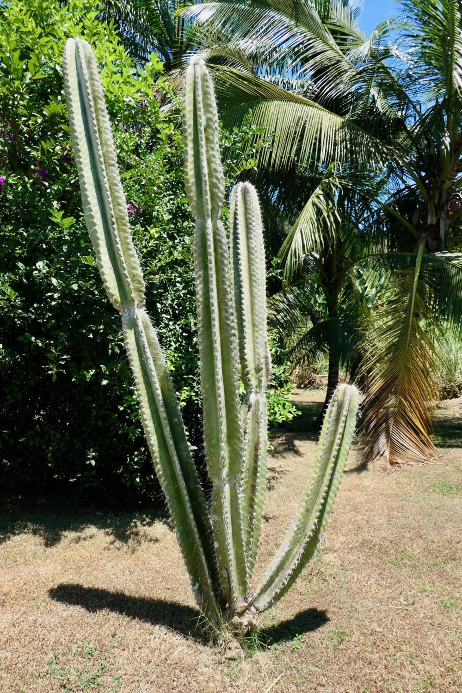 Photo 48