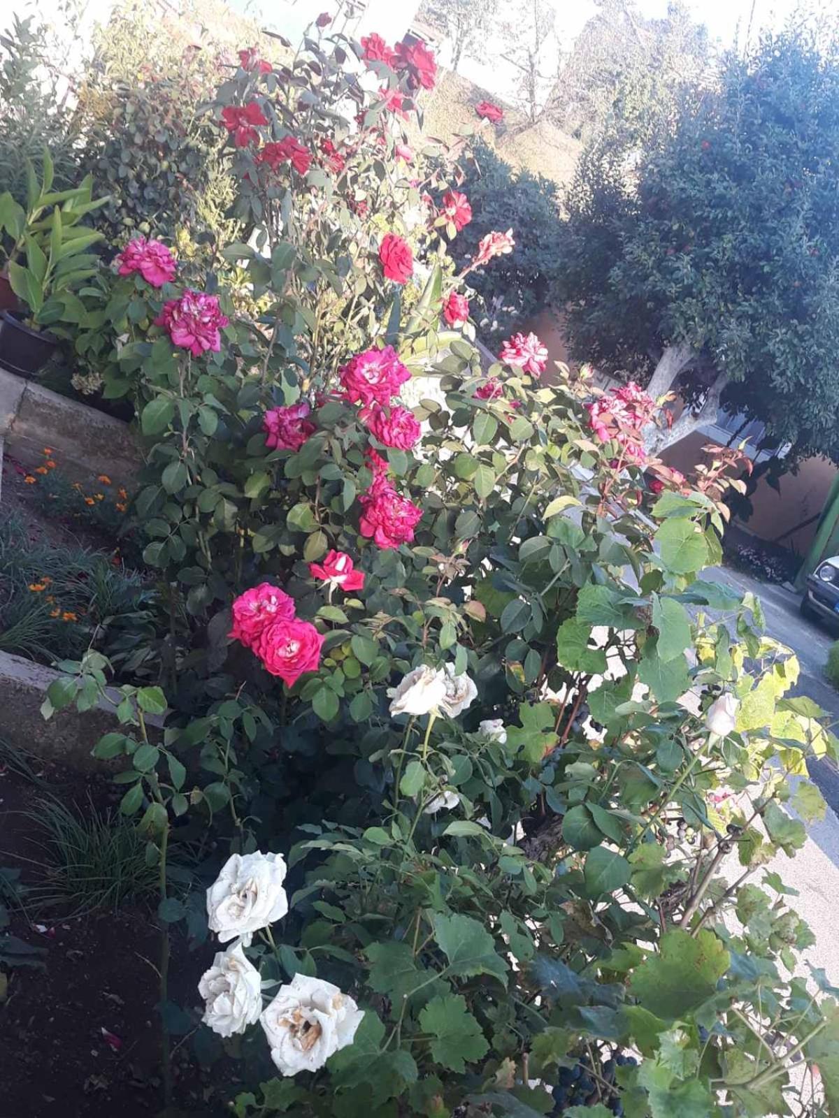 Photo 29