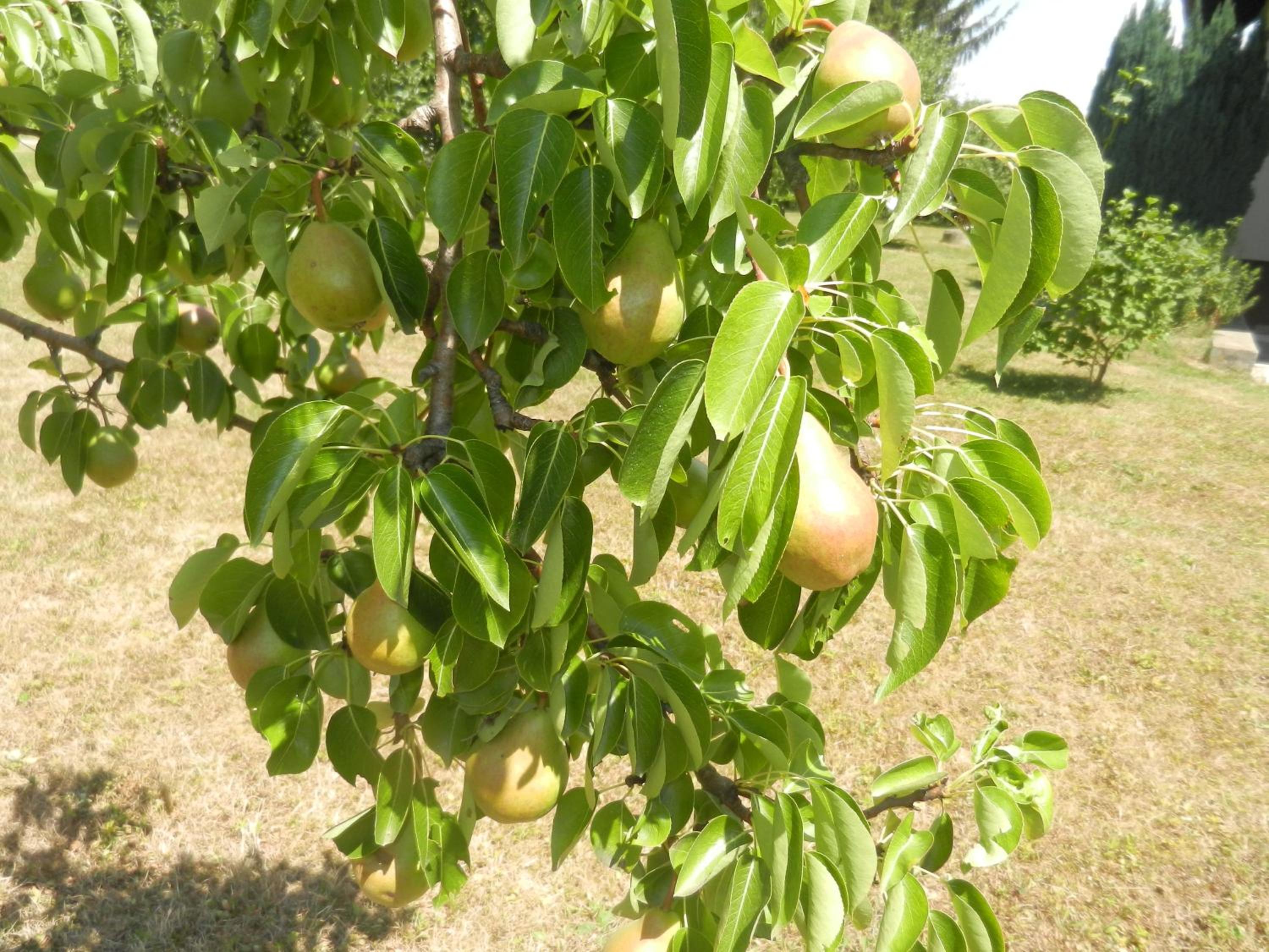 Photo 40