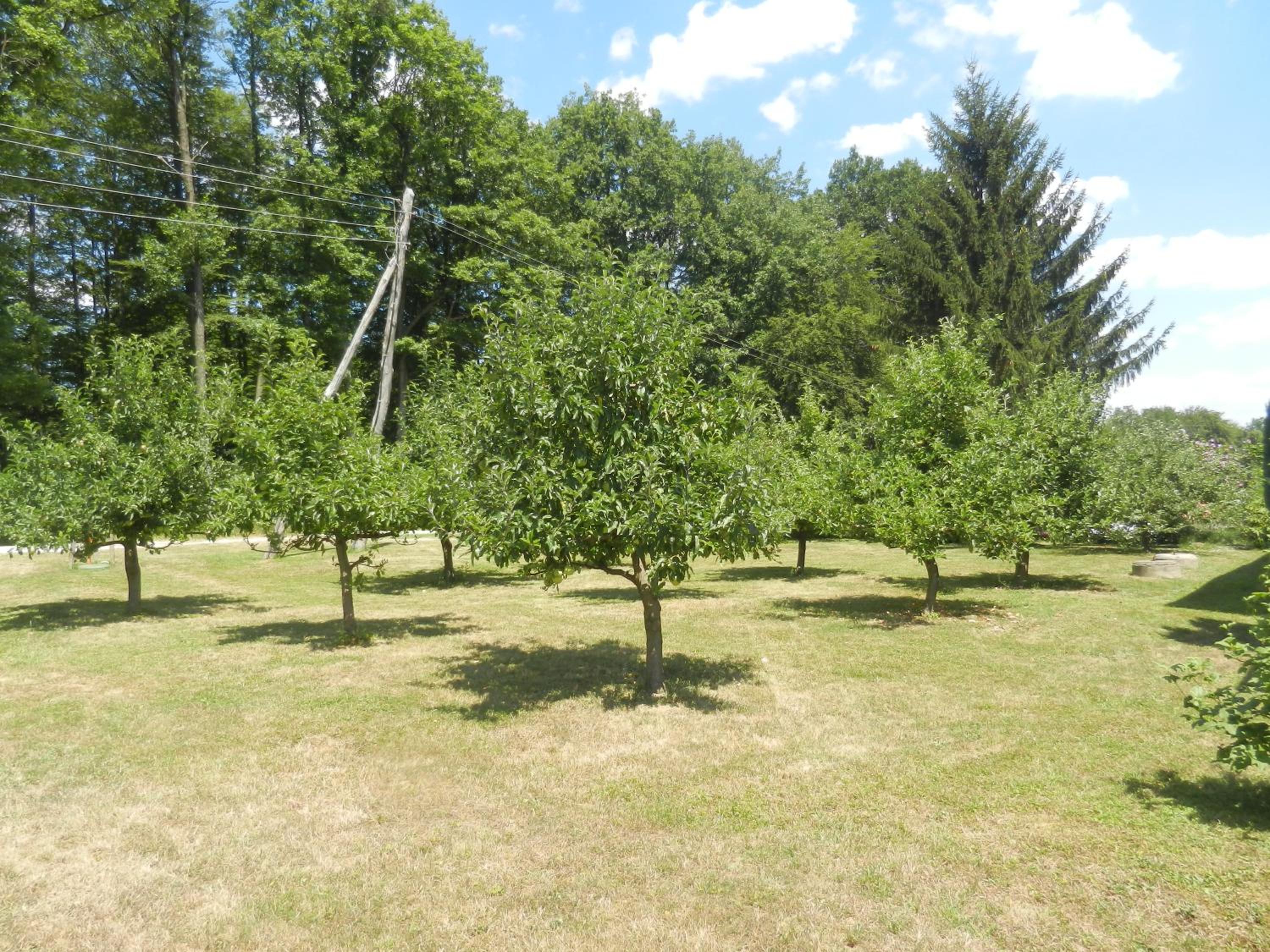 Photo 45