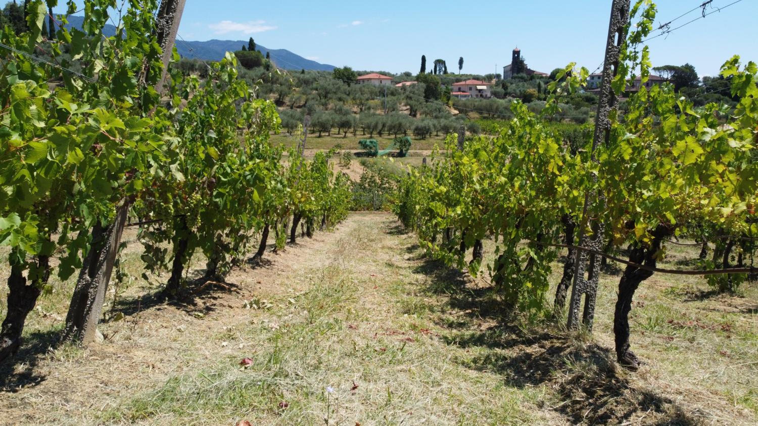Podere Farinello