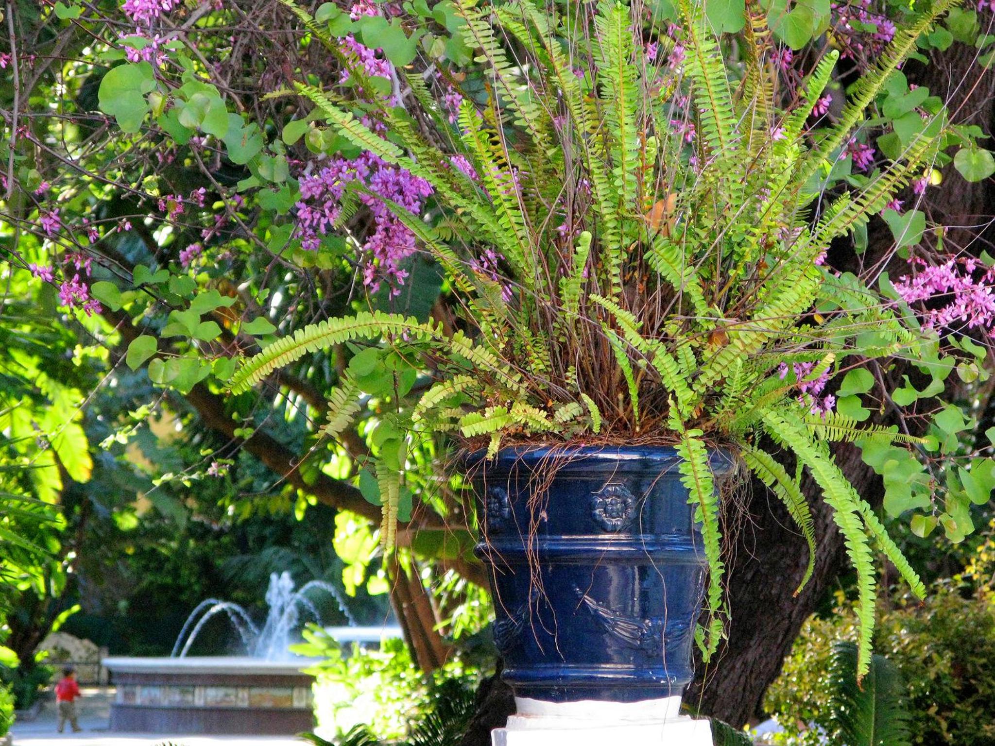garden