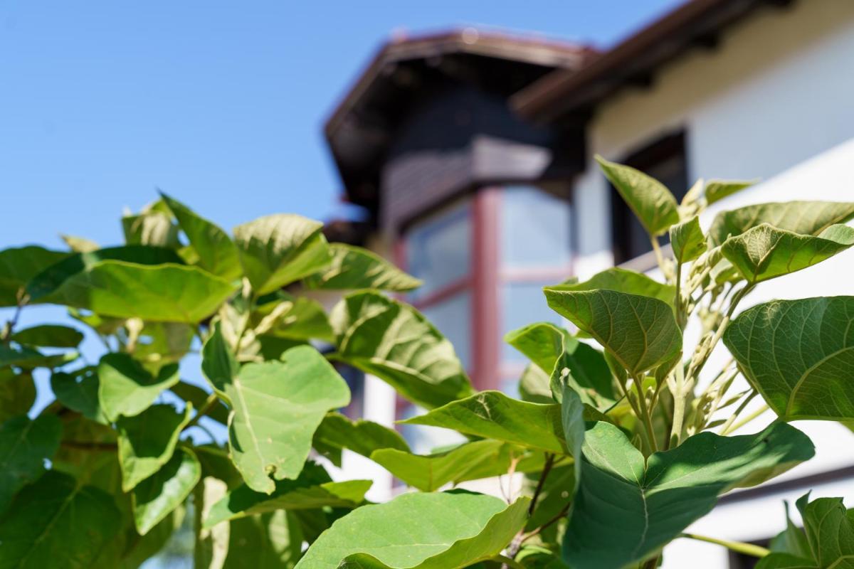 Guest House Tommy Bansko - Bachevo